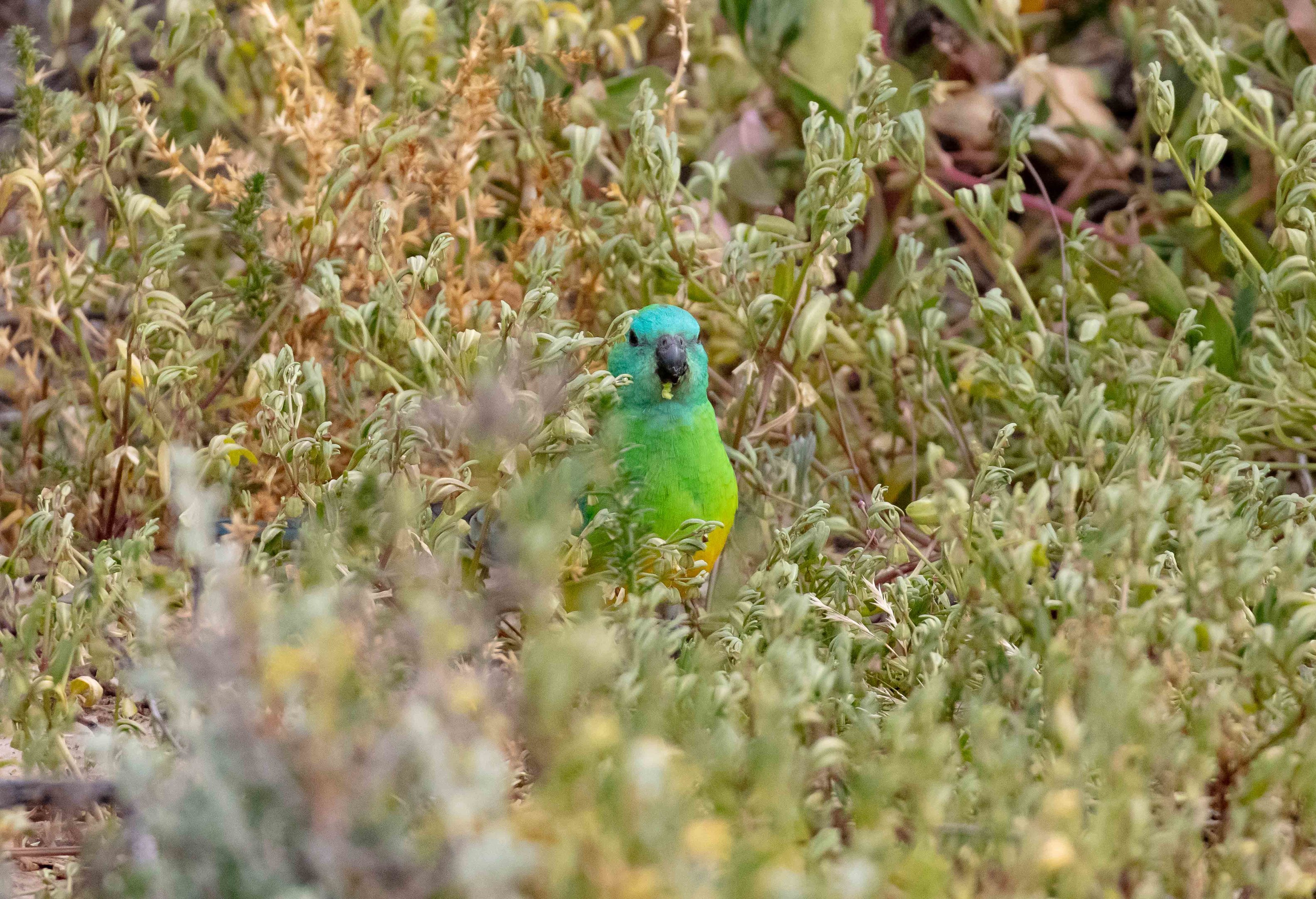 Red-rumped Parrot