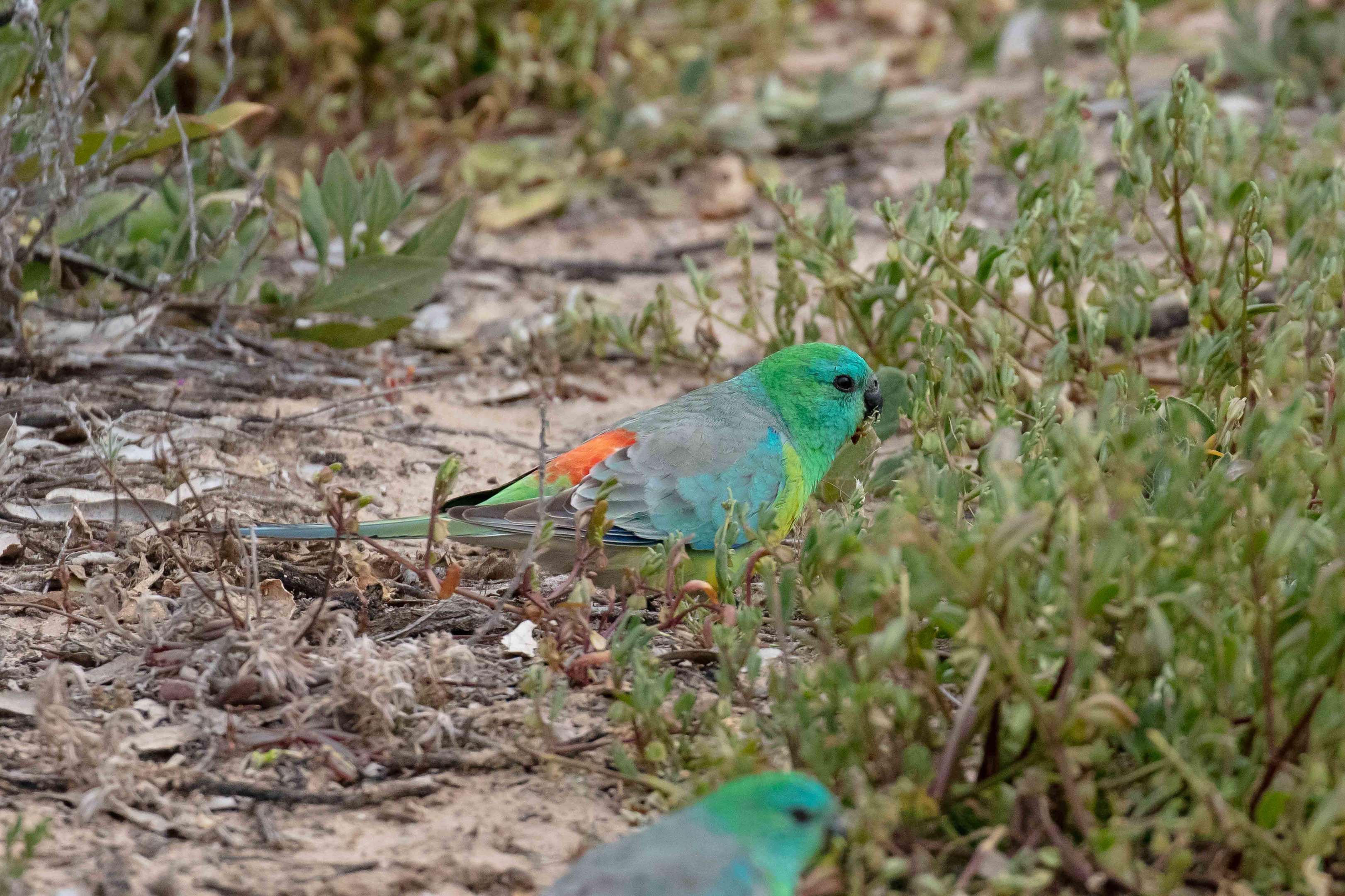 Red-rumped Parrot