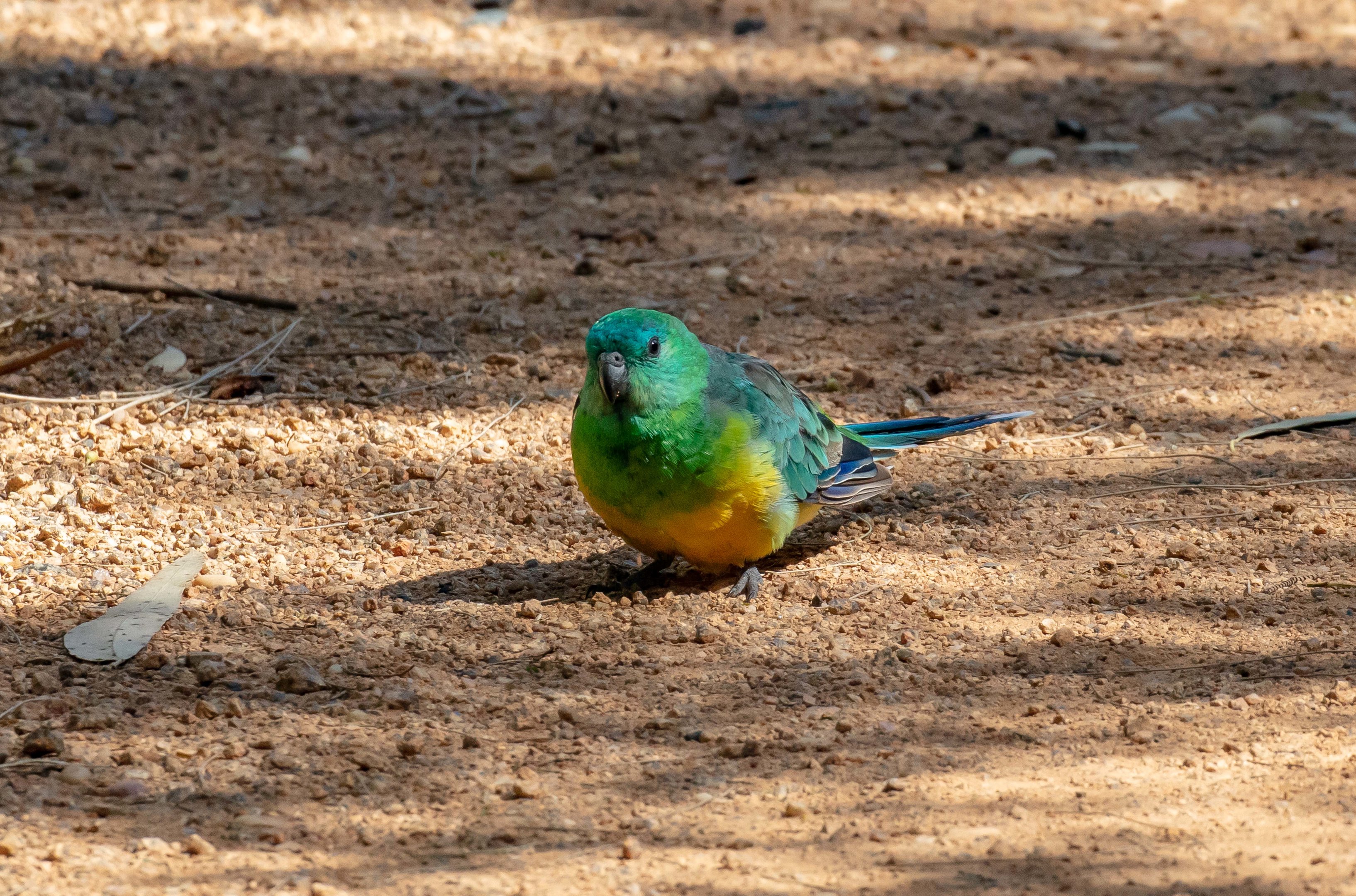 Red-rumped Parrot