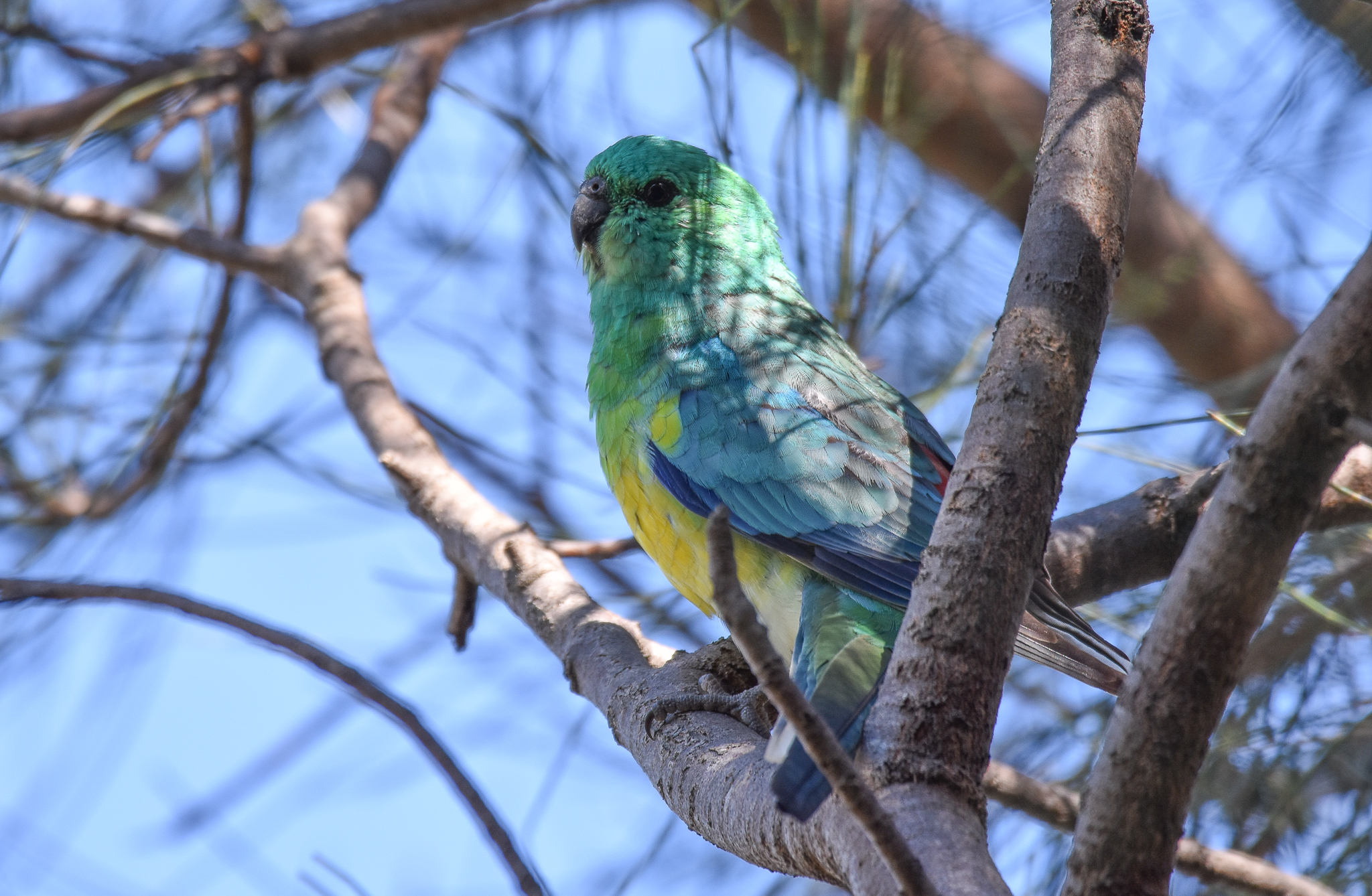 Red-rumped Parrot