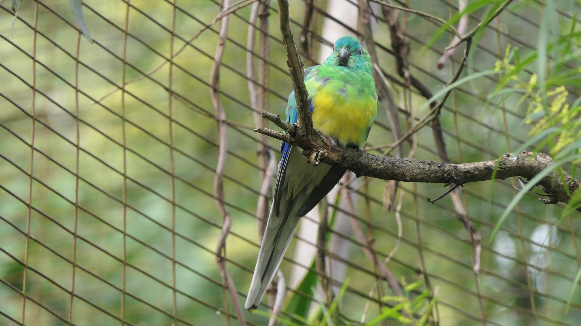 Red-rumped Parrot