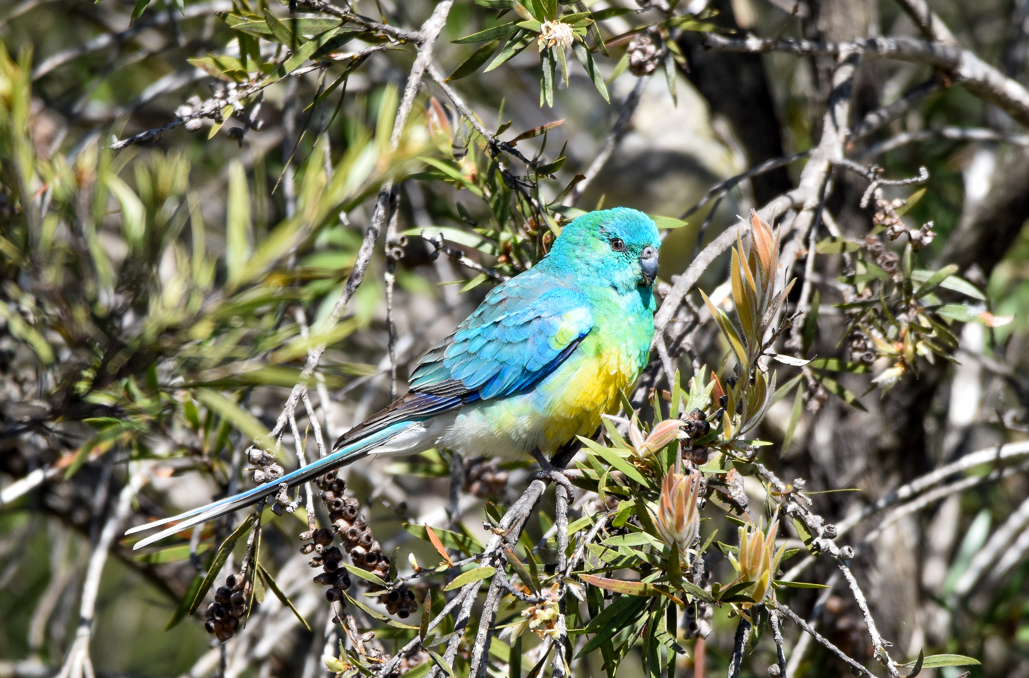 Red-rumped Parrot