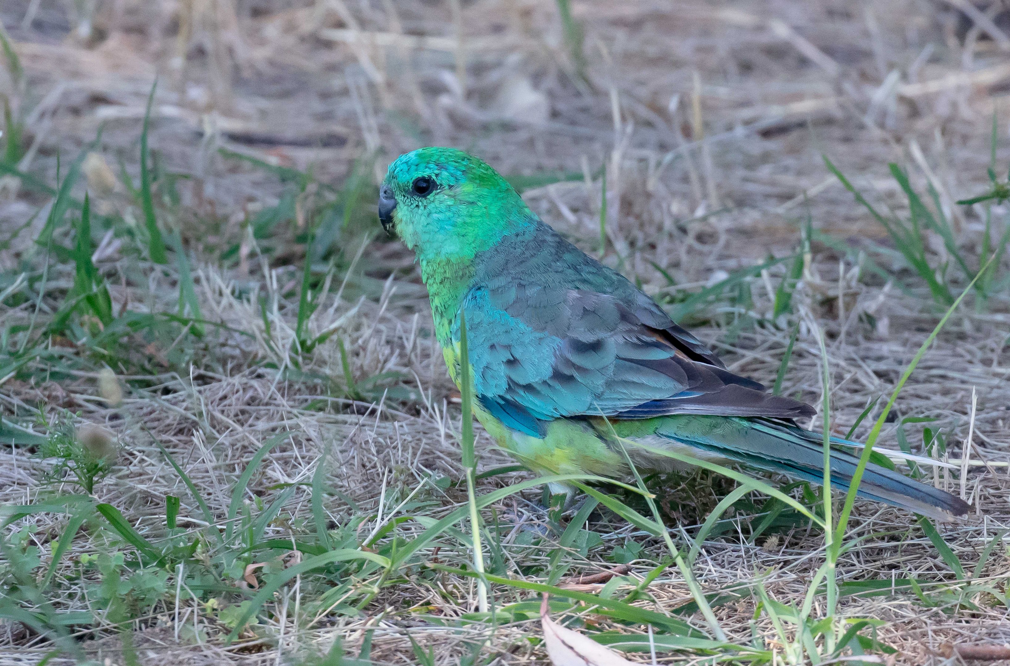 Red-rumped Parrot