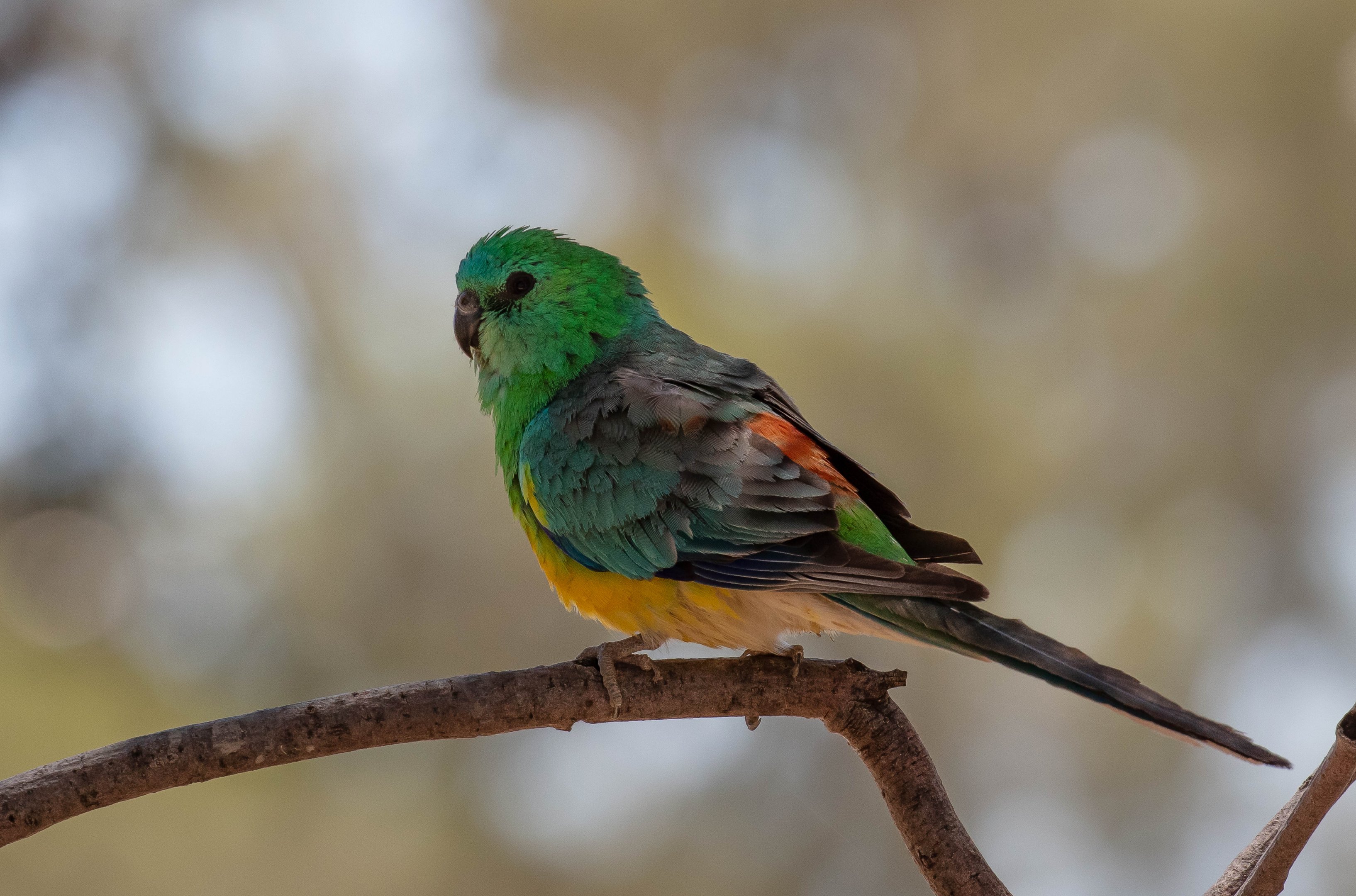 Red-rumped Parrot