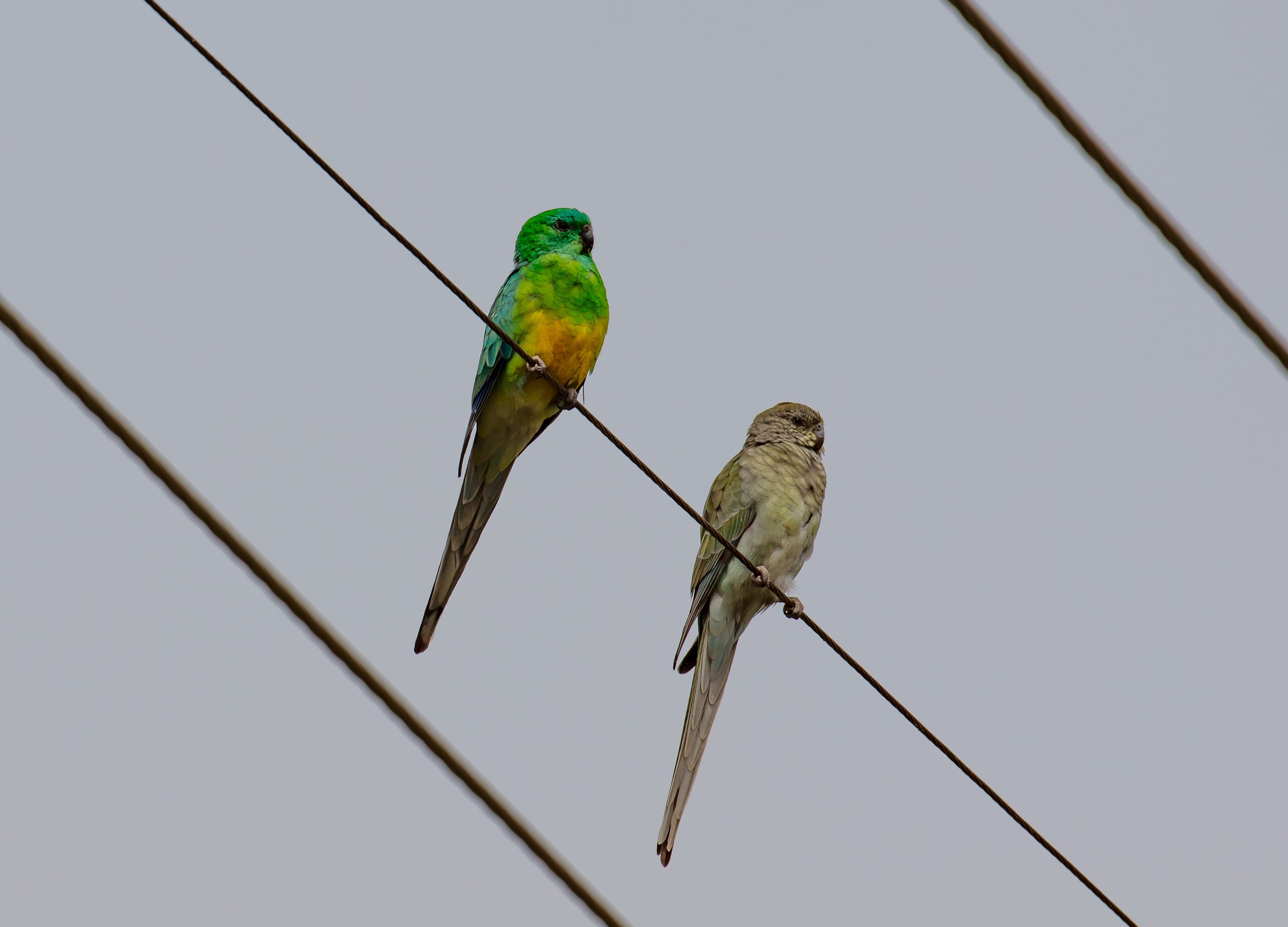 Red-rumped Parrots