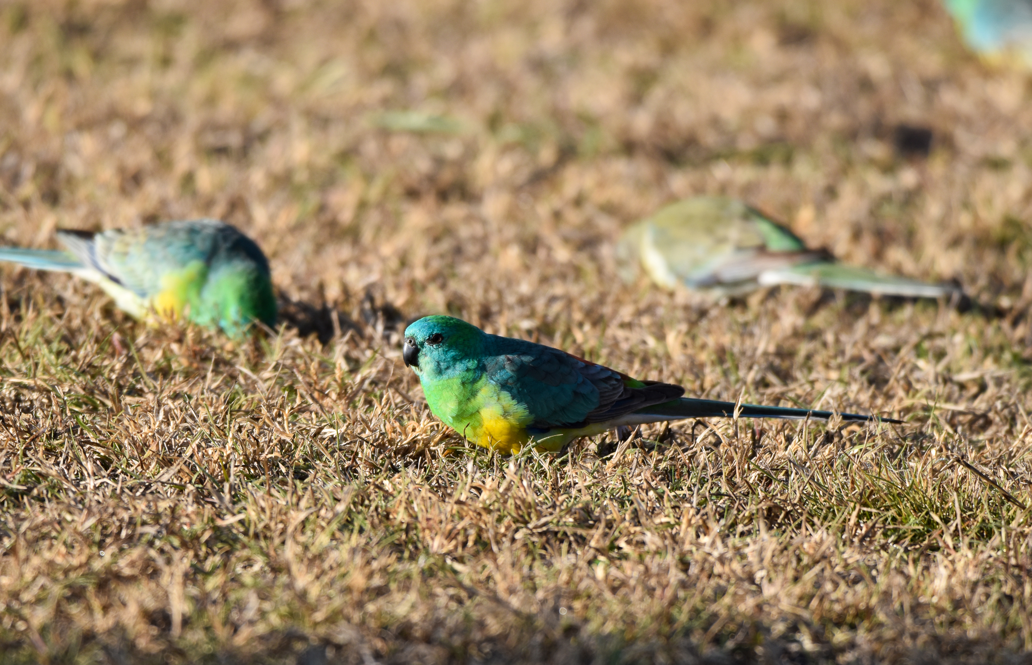 Red-rumped Parrots