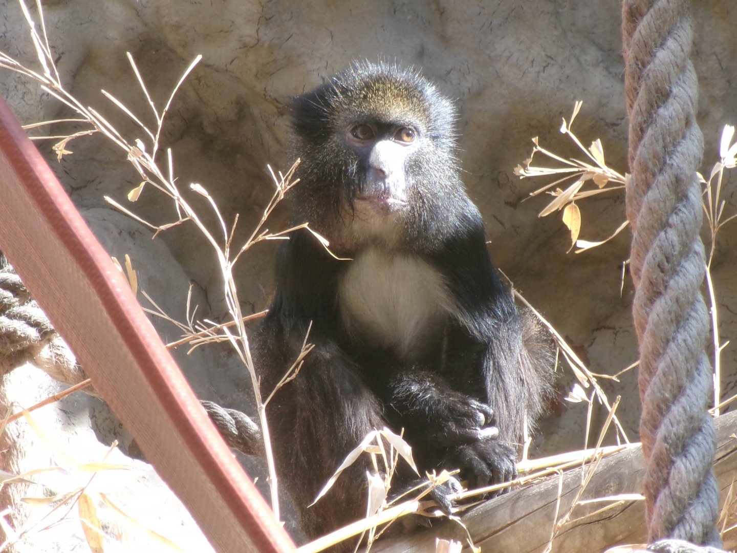 Red-rumped Putty-nosed guenon