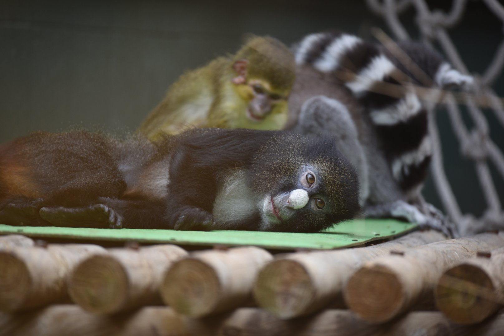 Red-rumped putty-nosed monkey - Cercopithecus nictitans nictitans