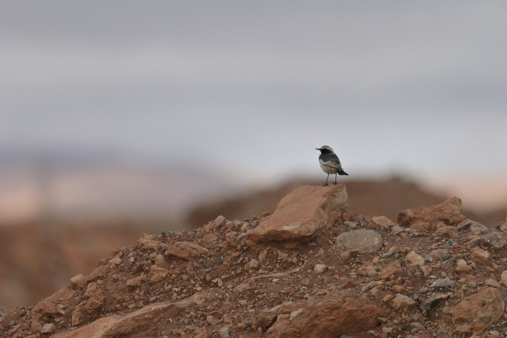 Red-rumped Wheatear Oenanthe moesta