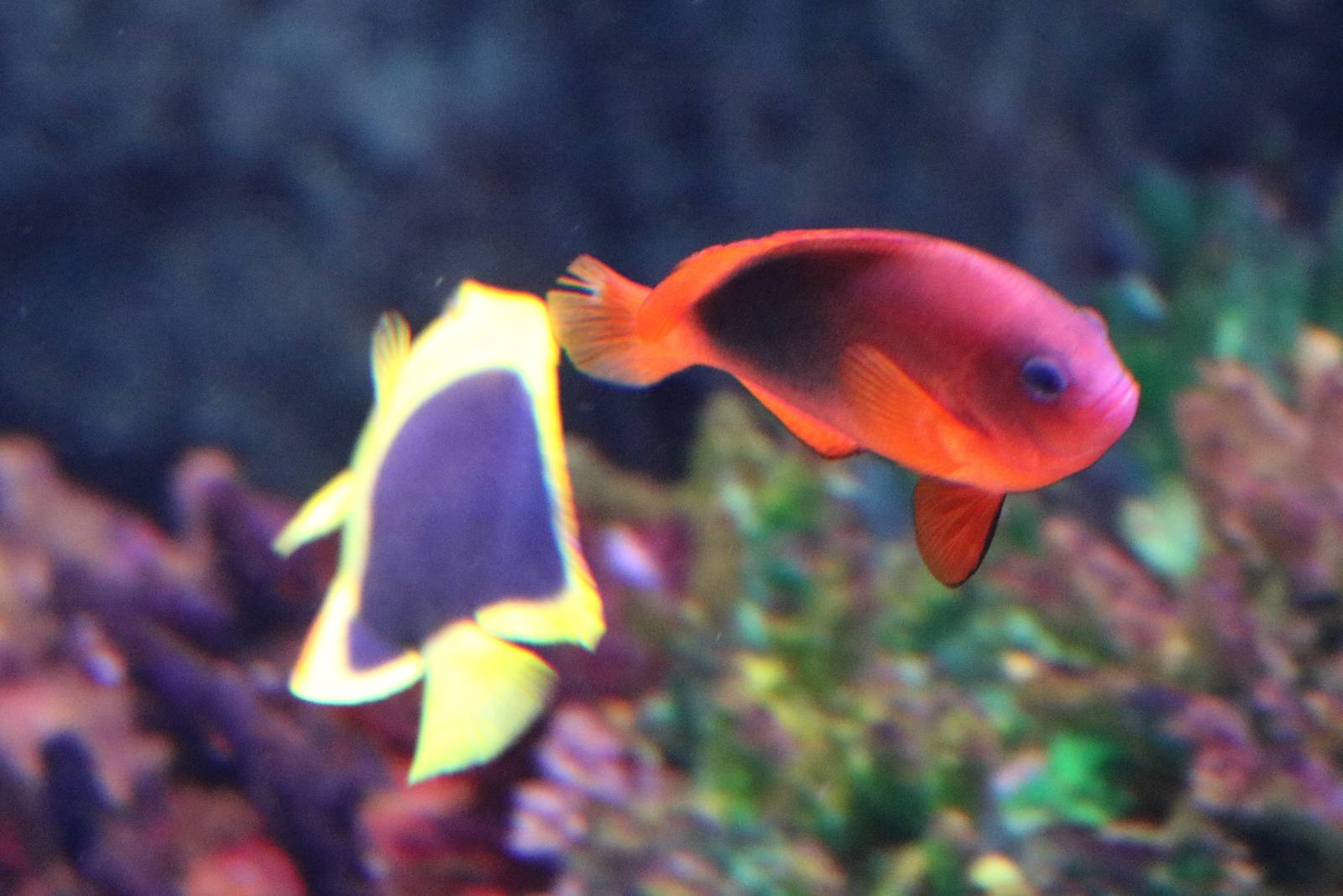 (Red) saddle clownfish, September 2015