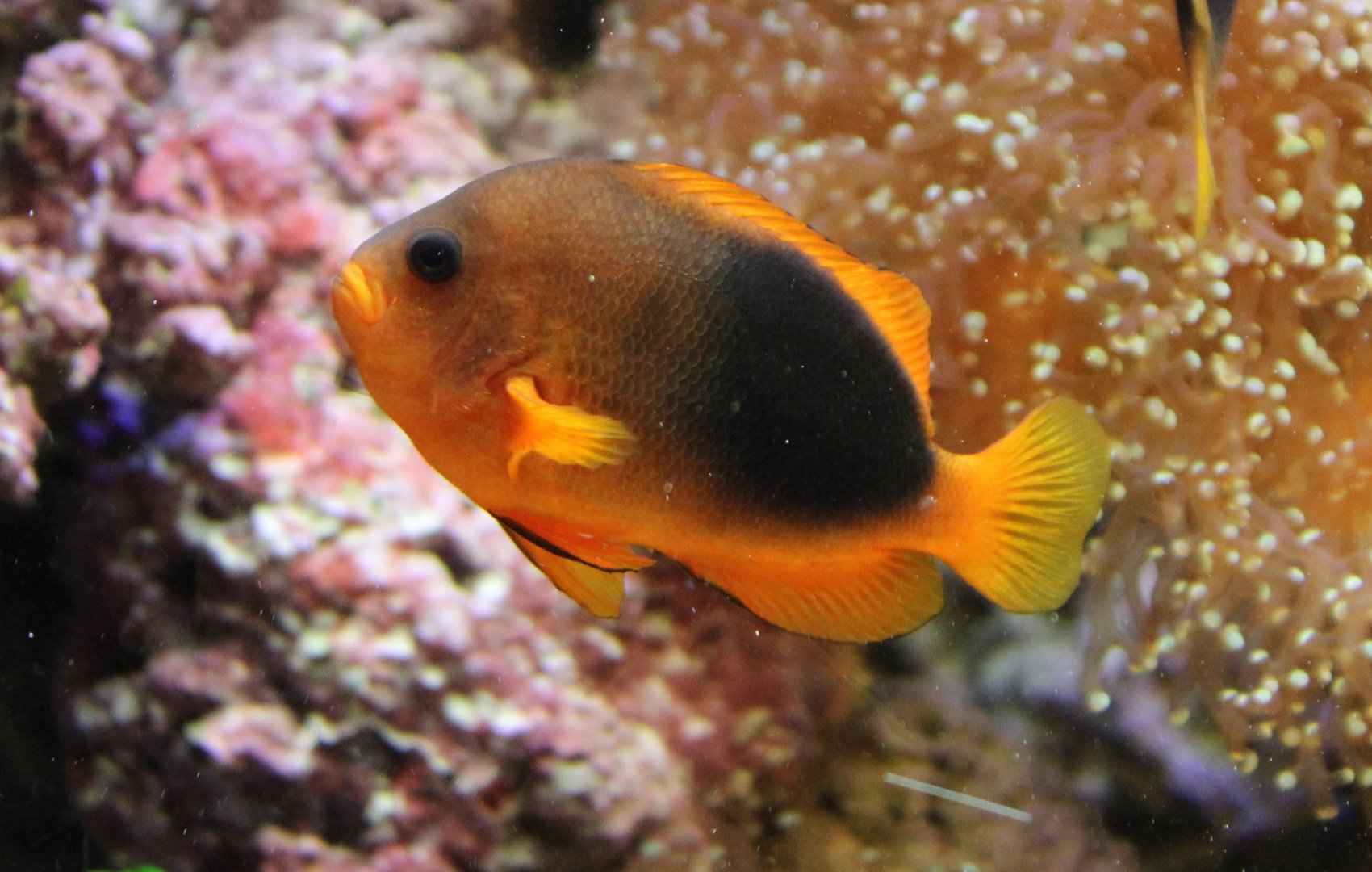 Red-saddleback anemonefish - Amphiprion ephippium