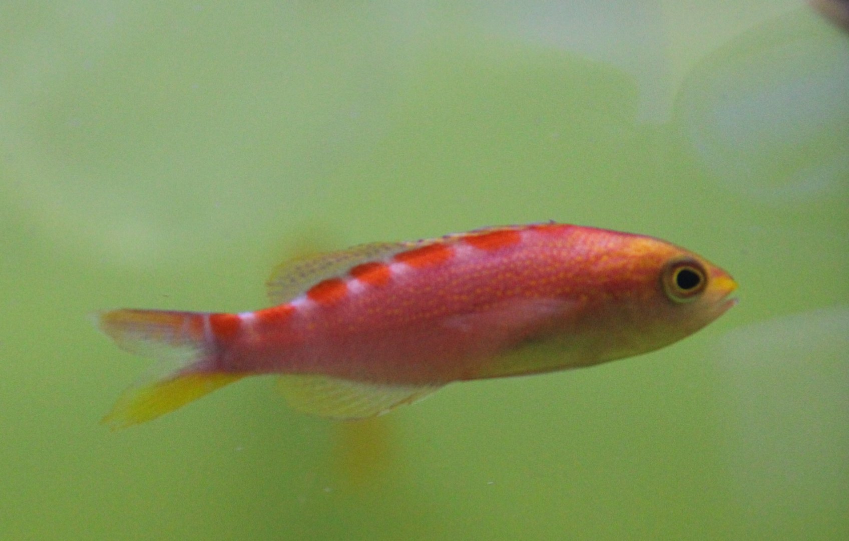 Red-saddled anthias - Pseudanthias flavoguttatus