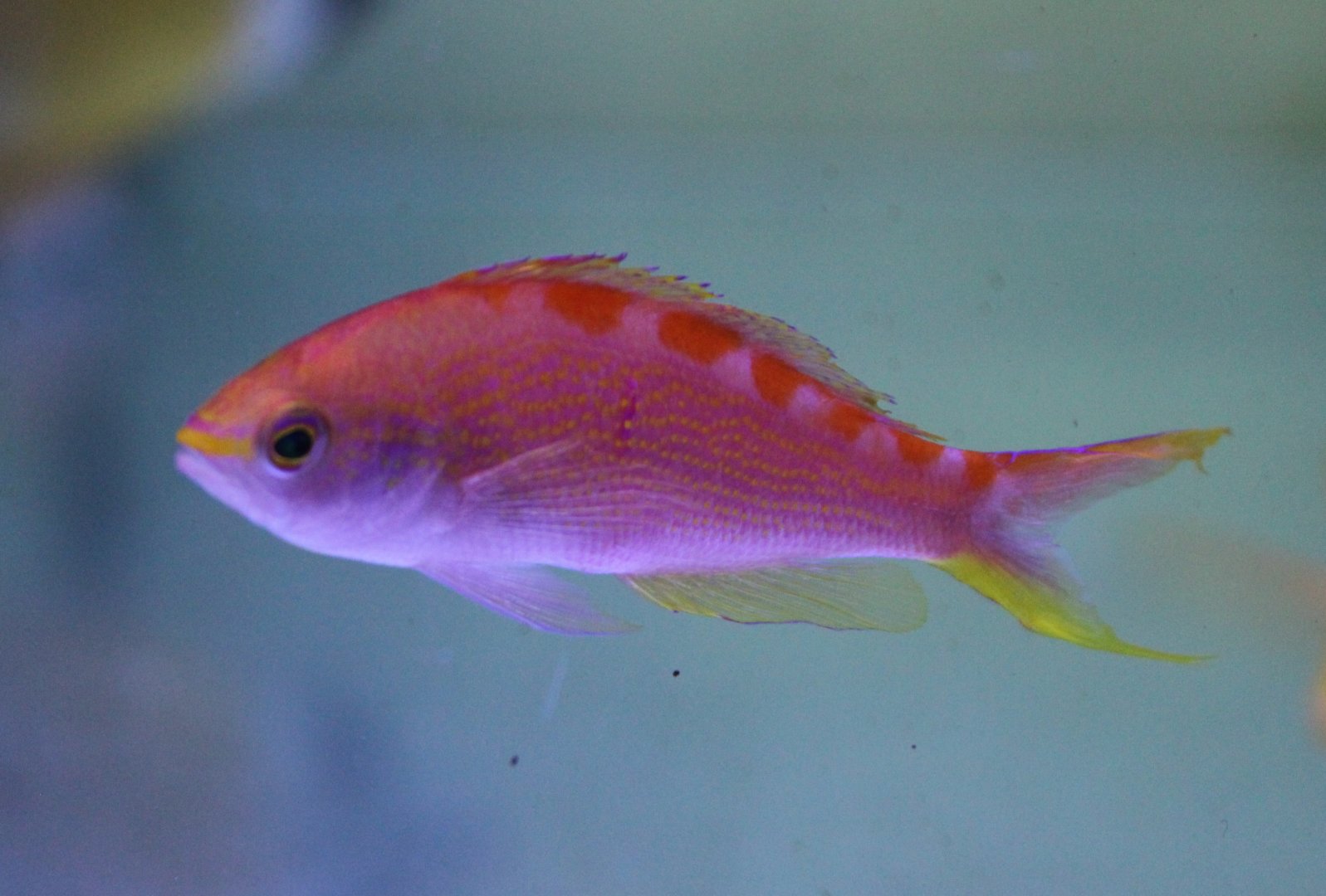 Red-saddled anthias - Pseudanthias flavoguttatus