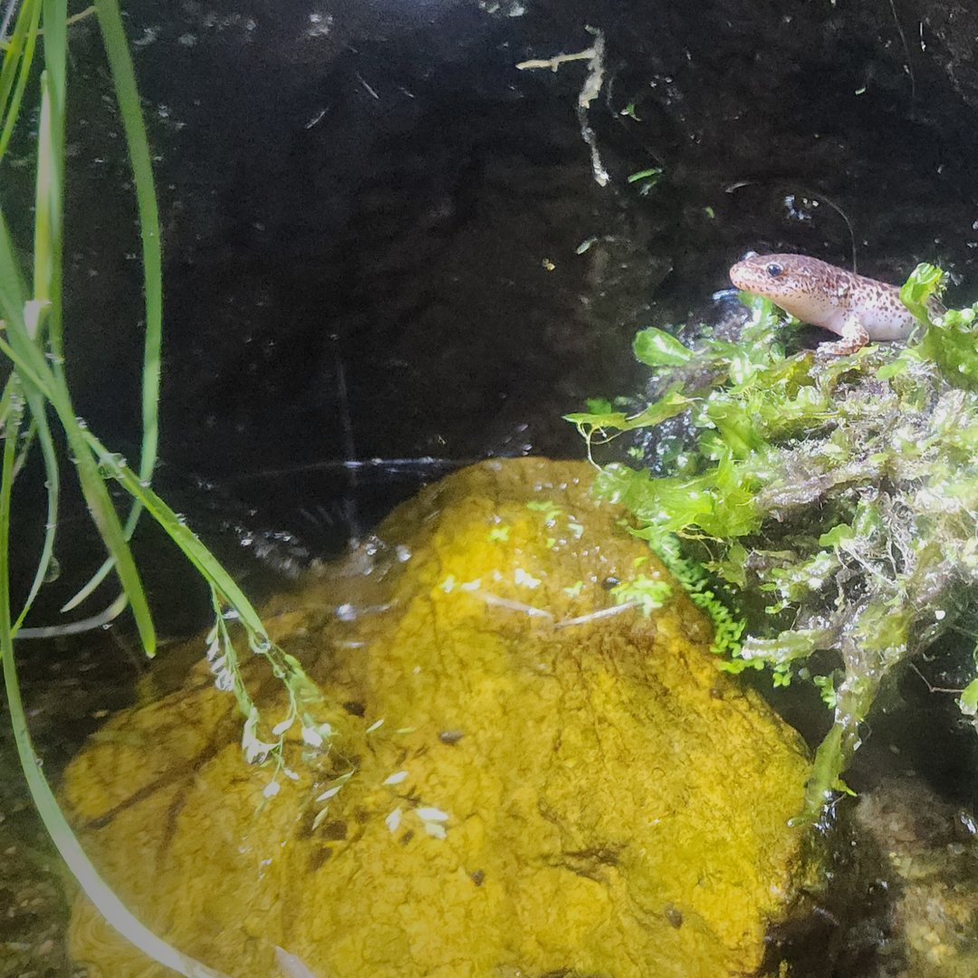 Red Salamander (Pseudotriton ruber)