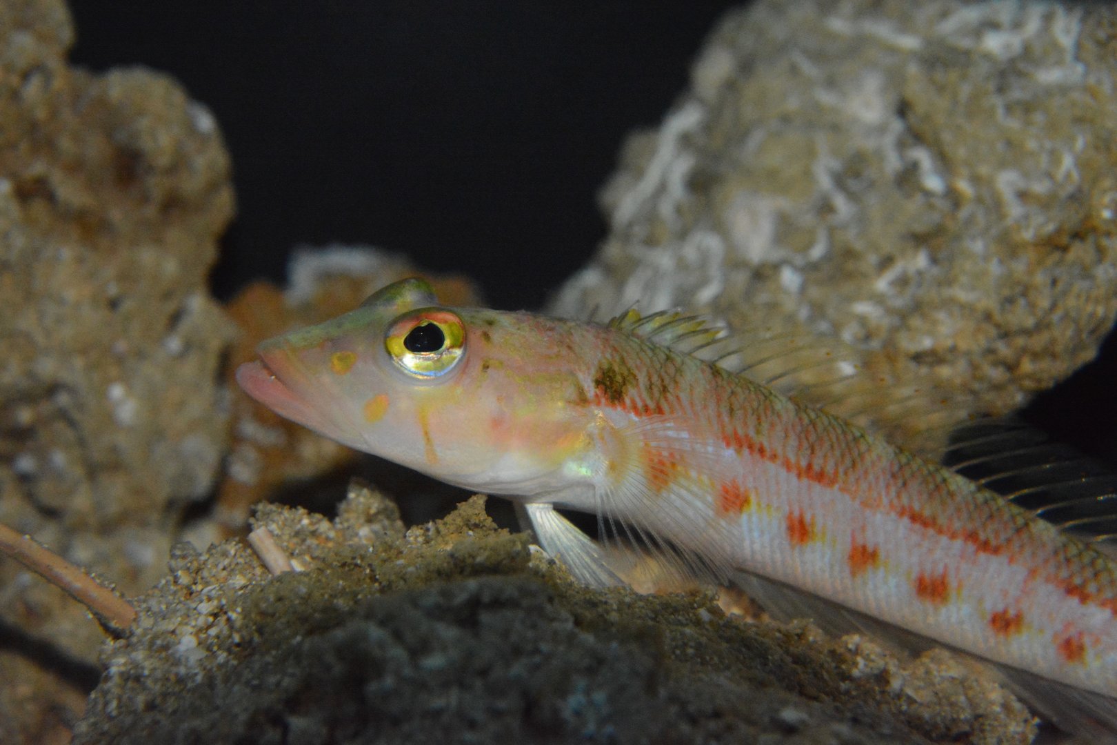 Red sandperch (Parapercis rufa)