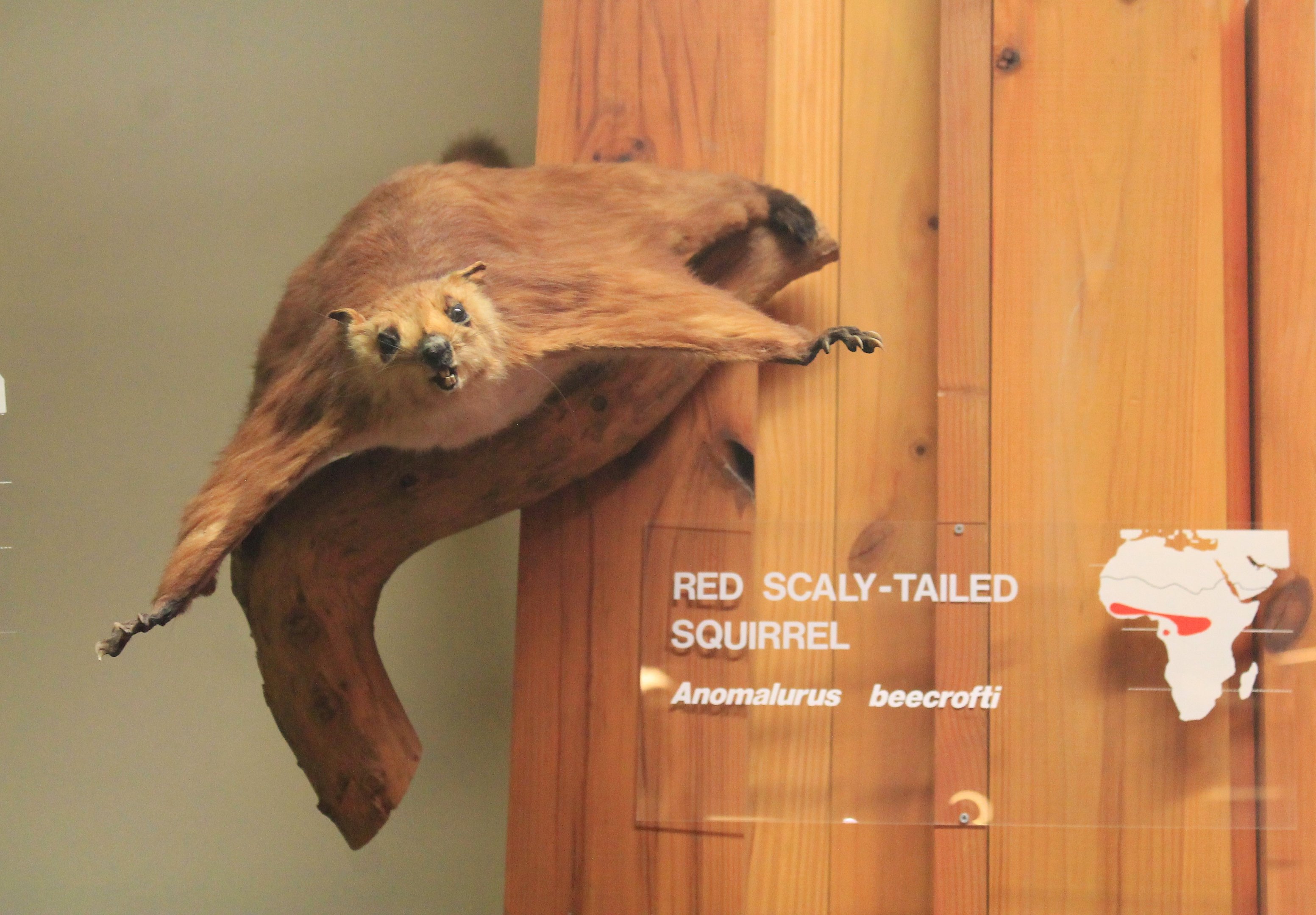 Red Scalytail Squirrel (Anomalurus beecrofti)