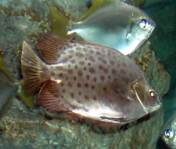 Red Scat (Scatophagus argus)
