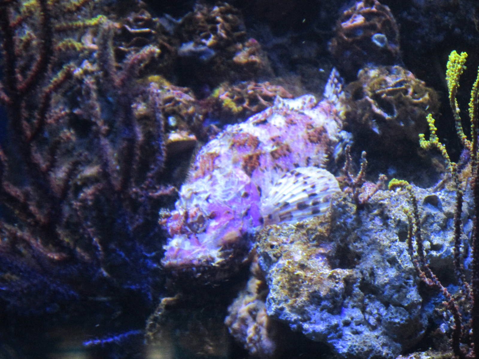 red scorpionfish barcelona aquarium