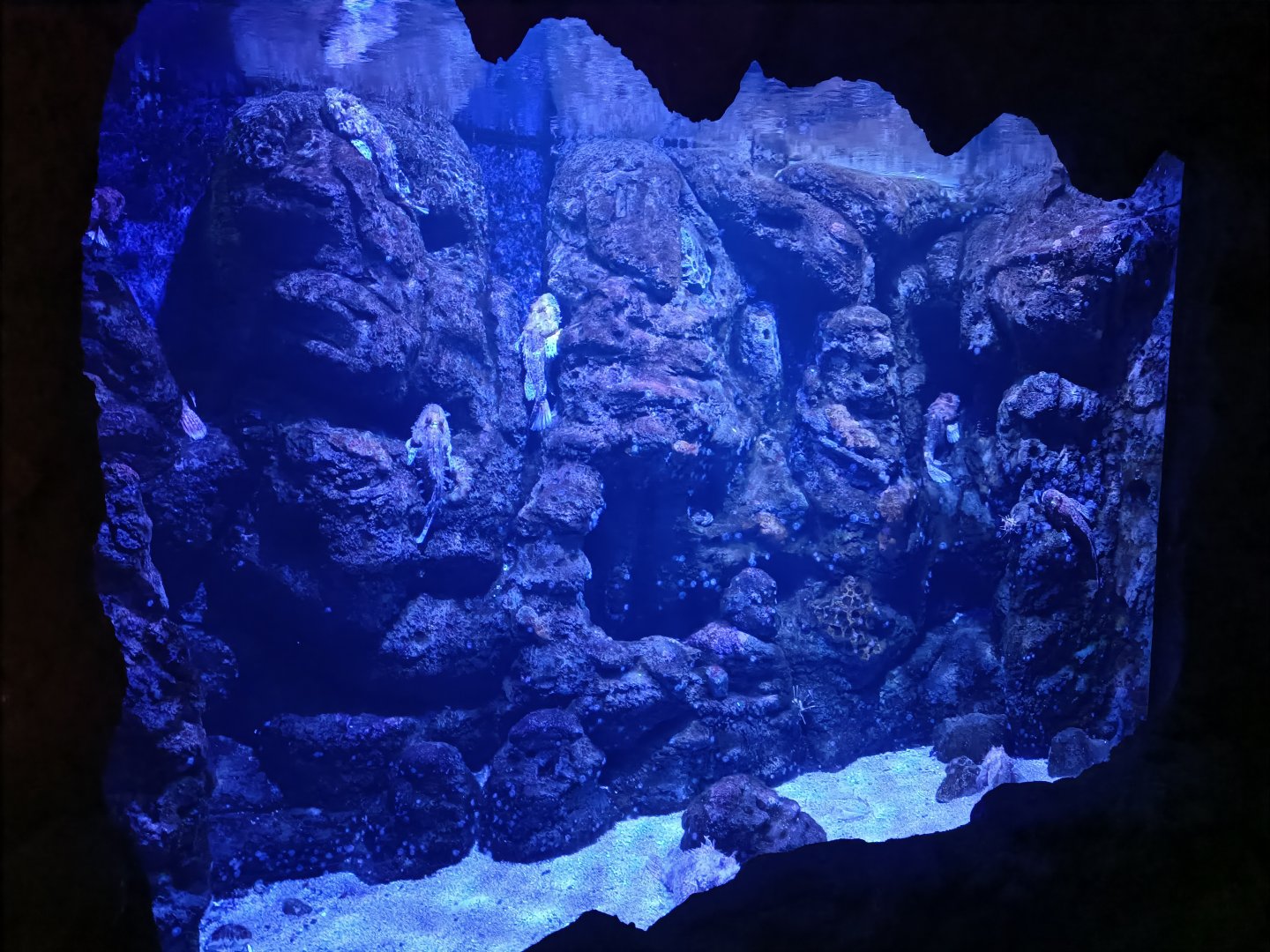 Red scorpionfish exhibit - Centro de visitantes Ses Salines