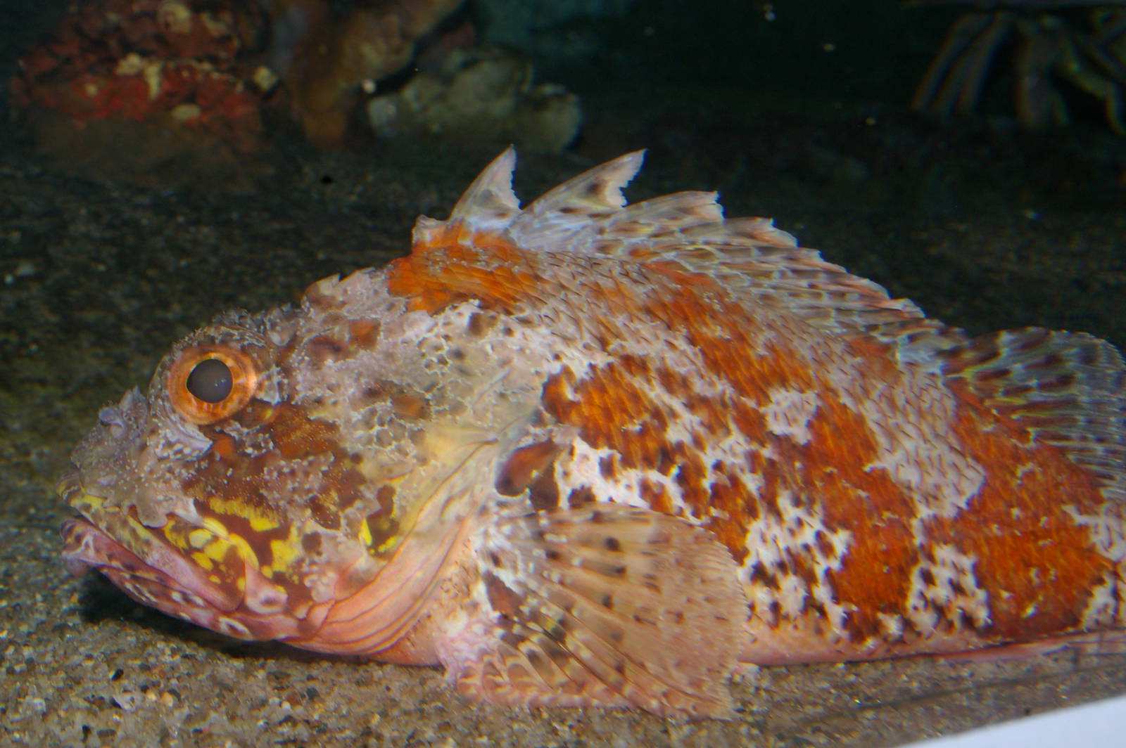 red scorpionfish (Scorpaena cardinalis)