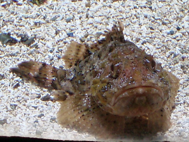 Red Scorpionfish (Scorpaena scrofa)