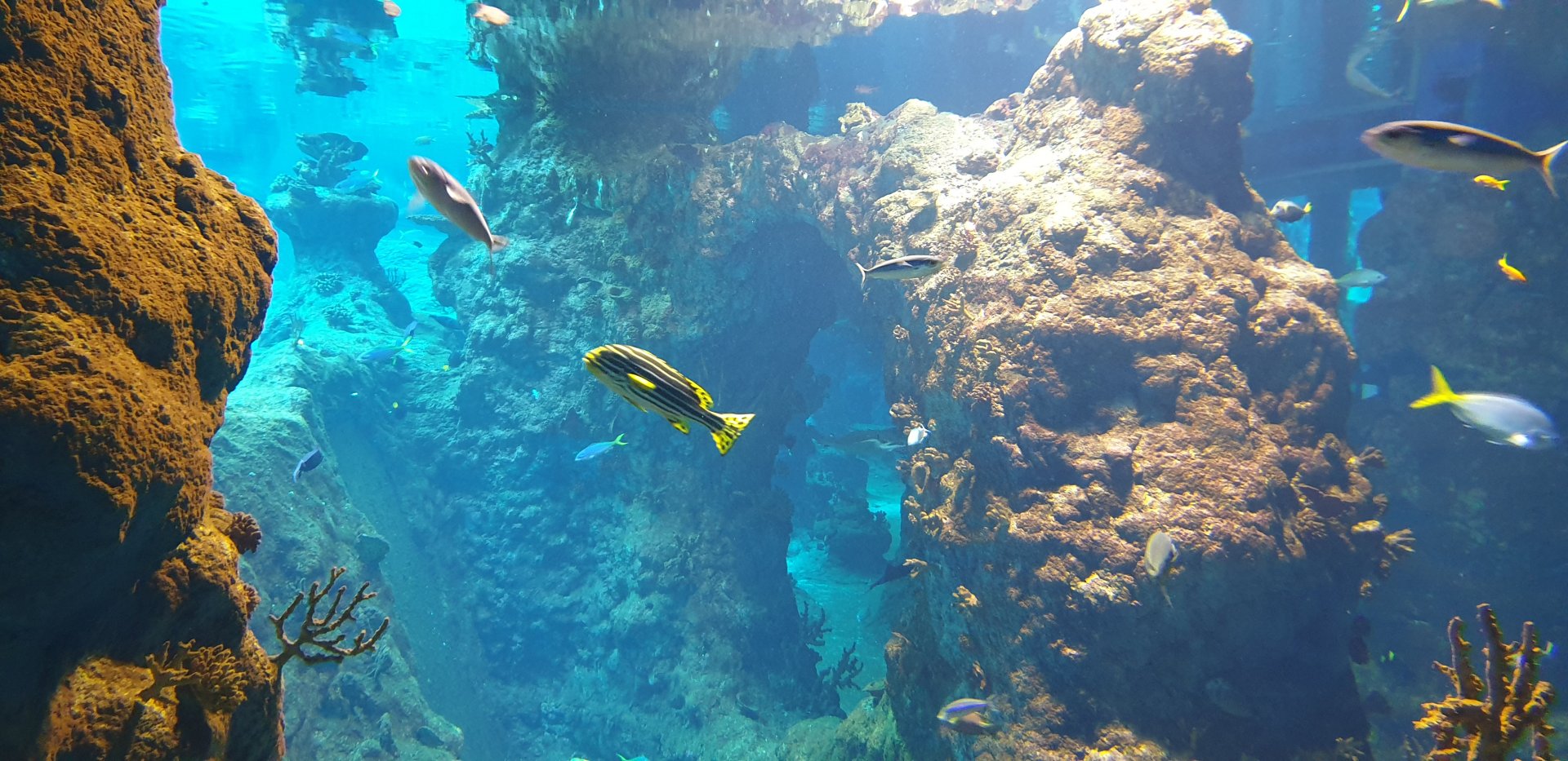 Red Sea, Afrykarium