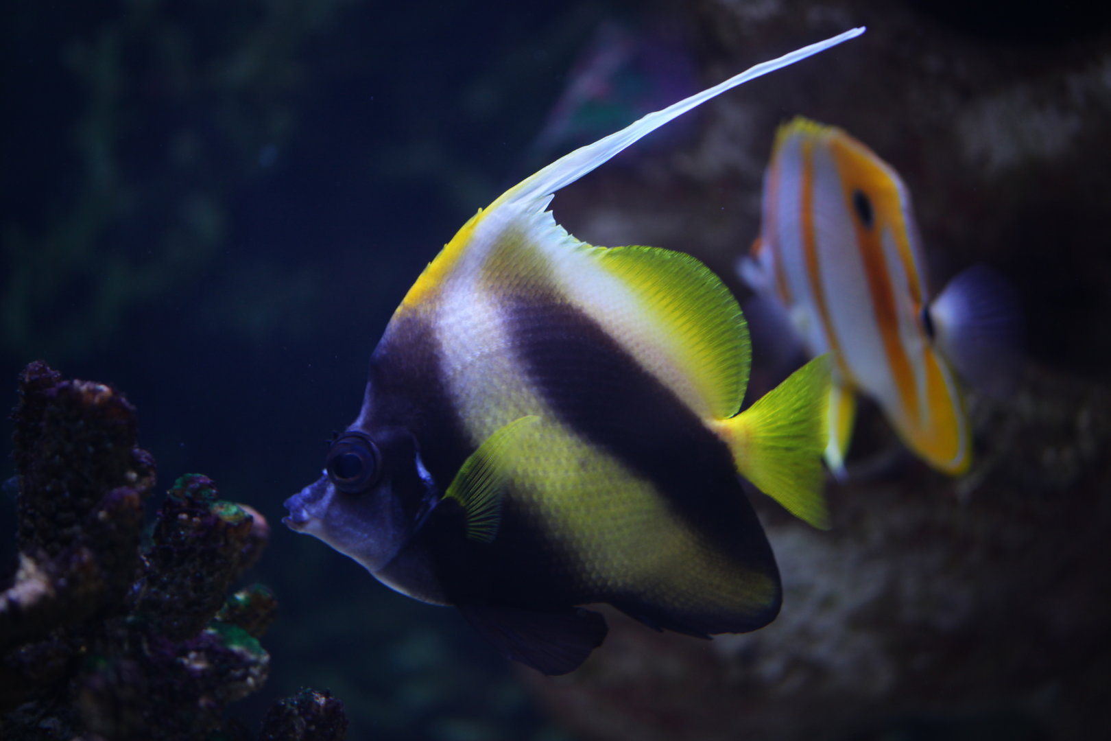 Red Sea bannerfish (Heniochus intermedius)