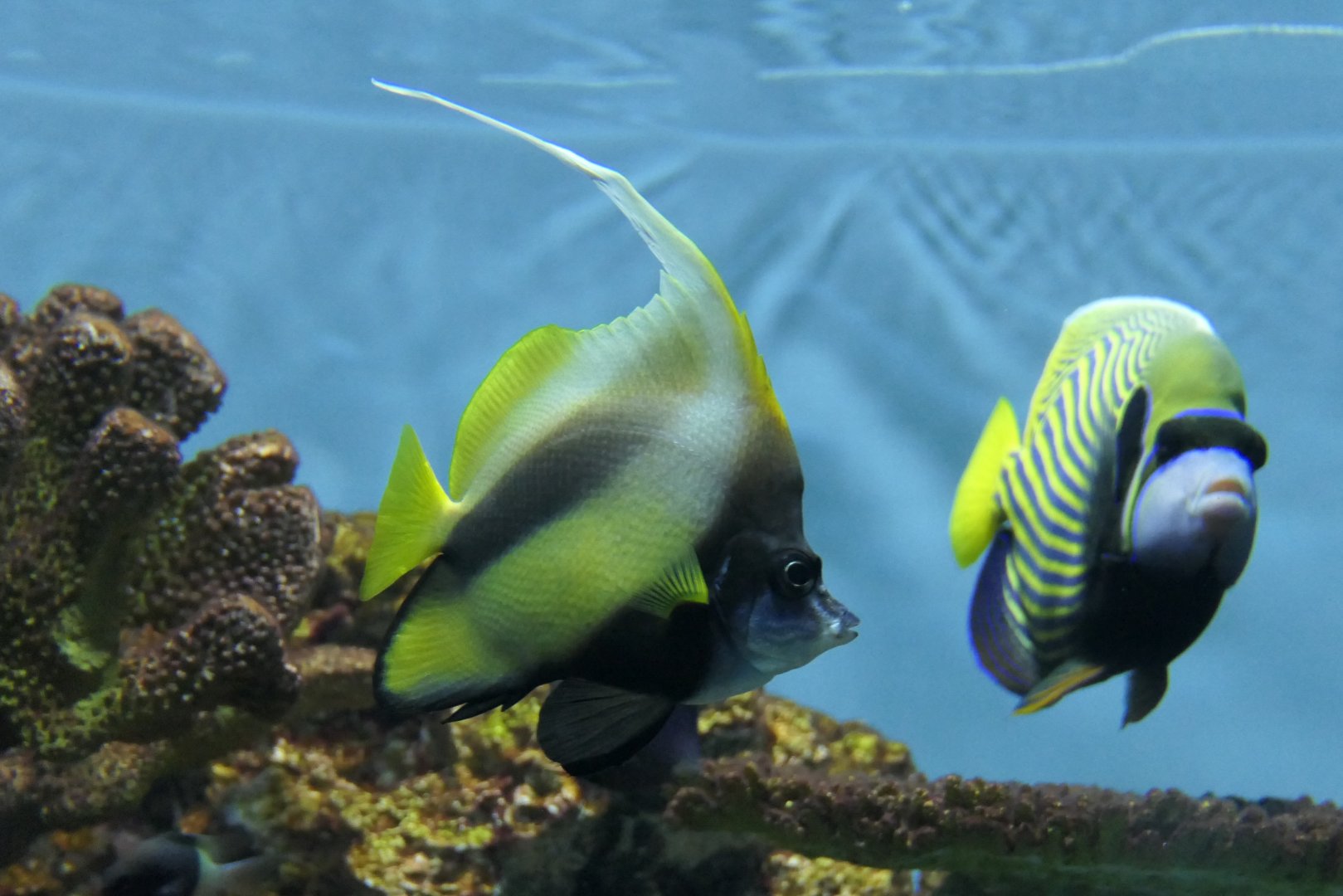 Red Sea Bannerfish (Heniochus intermedius)