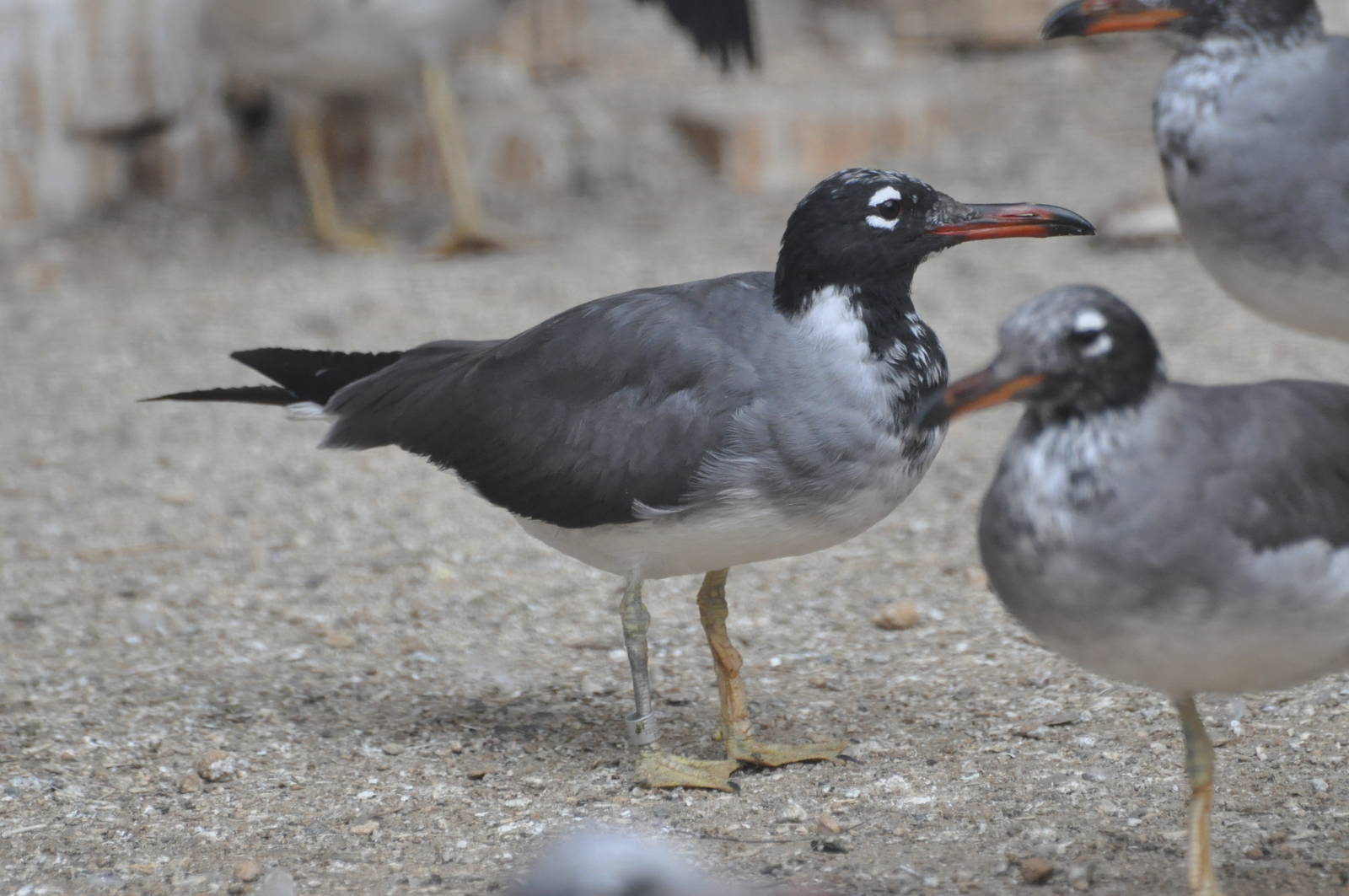 Red Sea black-headed gull  / Larus leucophthalmus /