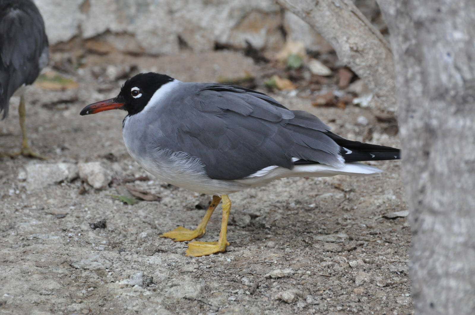 Red Sea black-headed gull/ Larus leucophthalmus