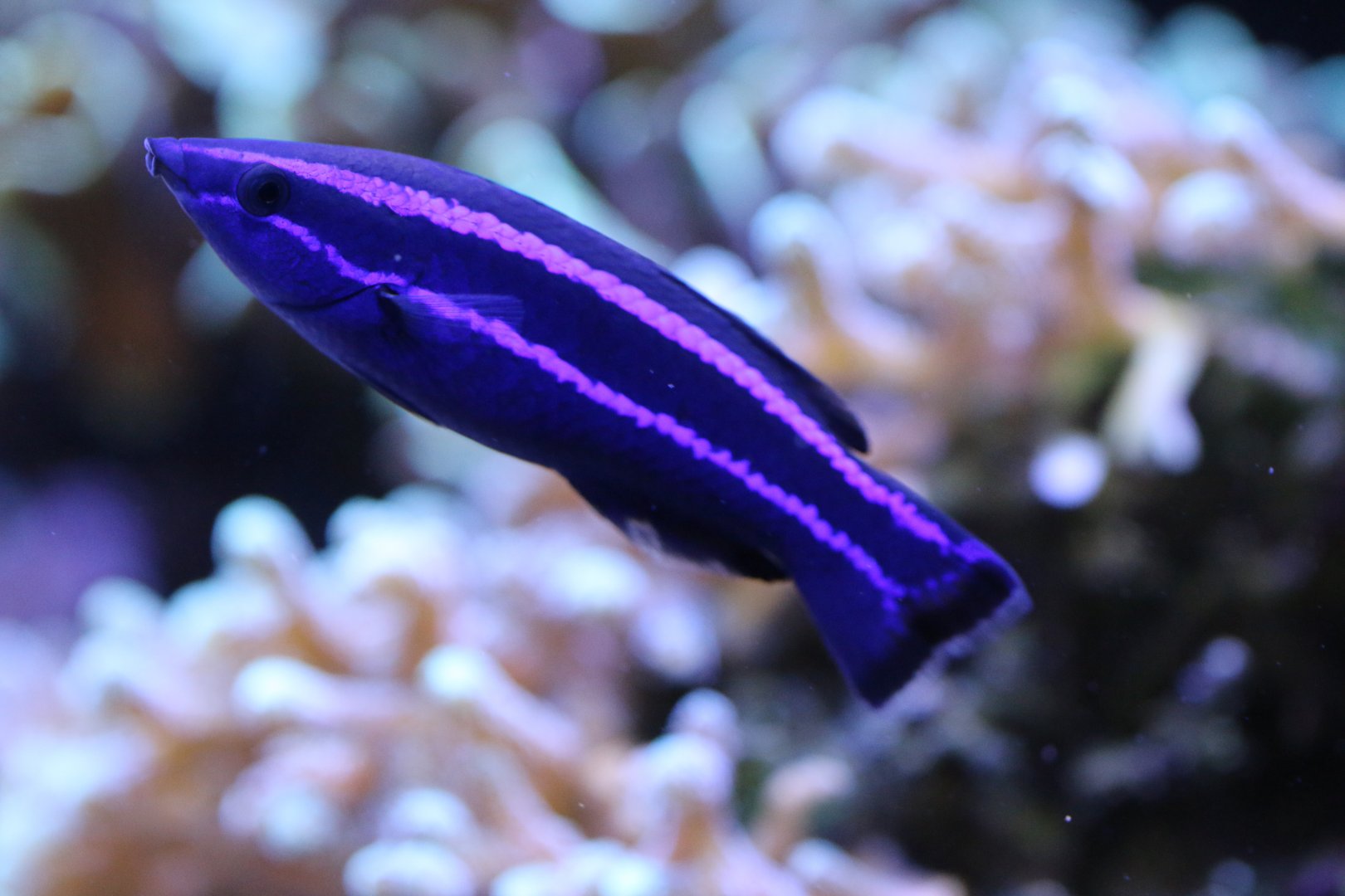 Red Sea Cleaner Wrass (Larabicus quadrilineatus)