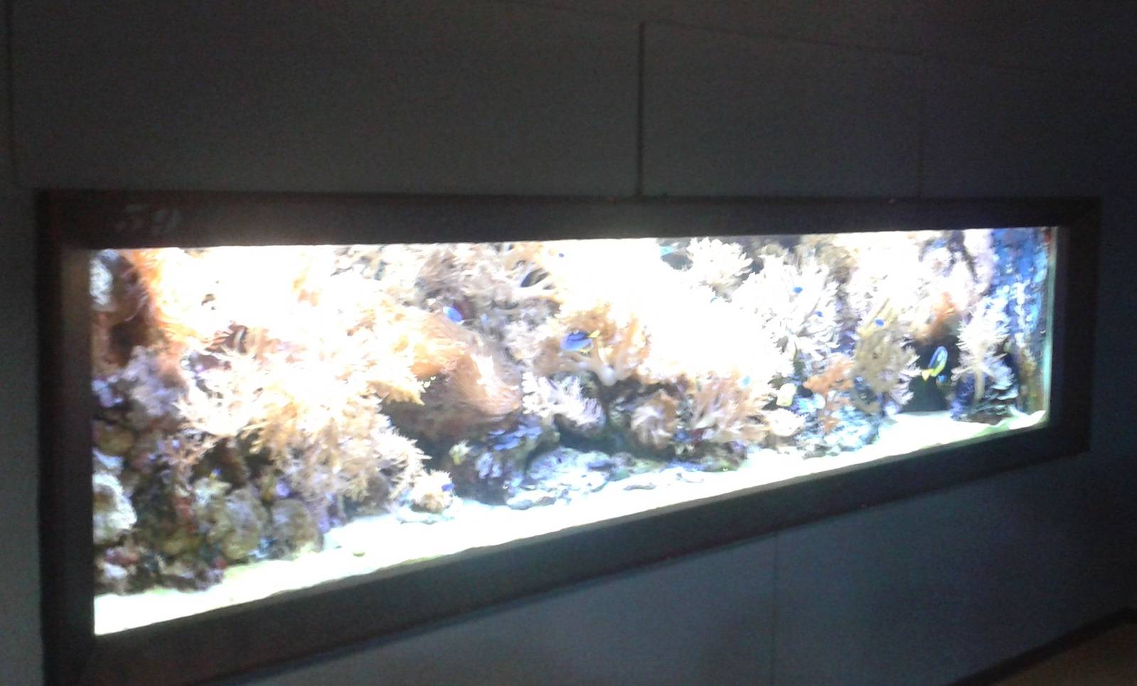 Red Sea ( coral ) aquarium