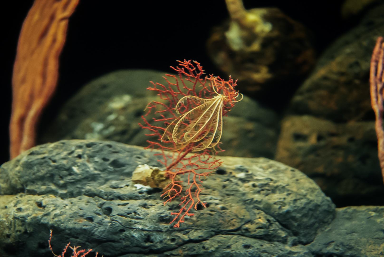Red Sea Fan with Feather Star