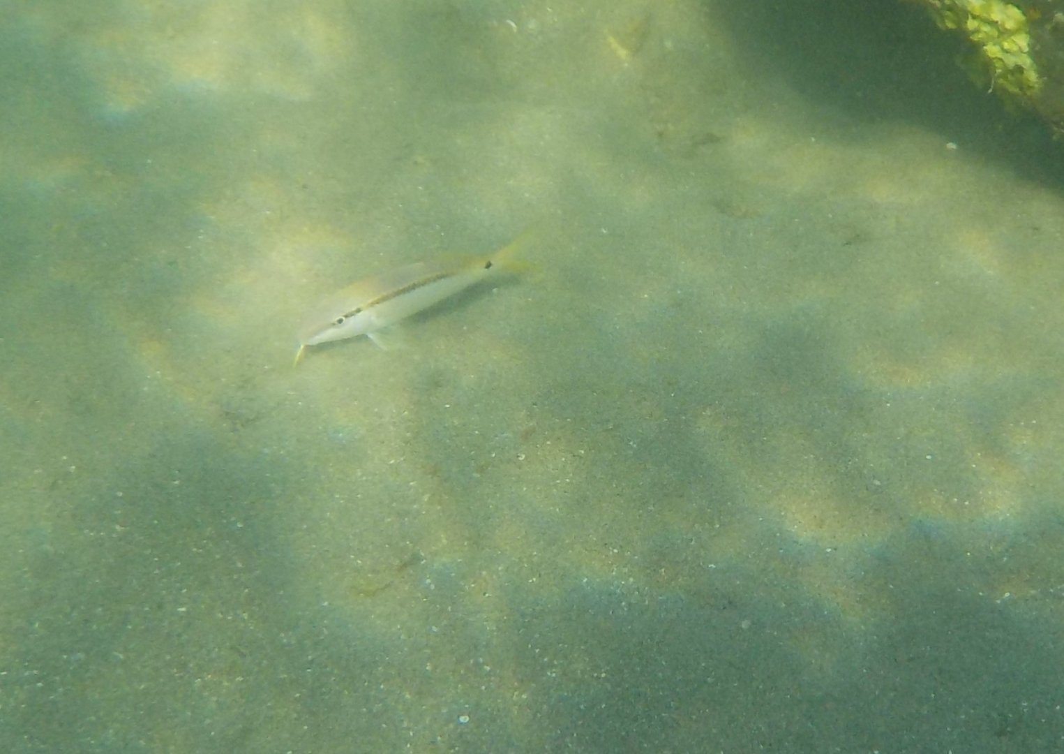 Red Sea goatfish - Parupeneus  forsskali