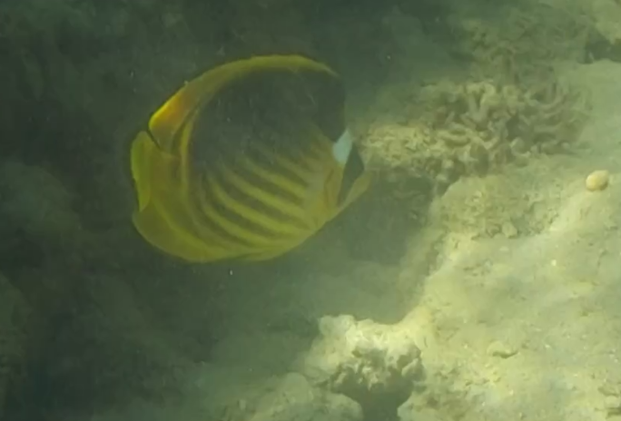 Red Sea raccoon butterflyfish - Chaetodon fasciatus