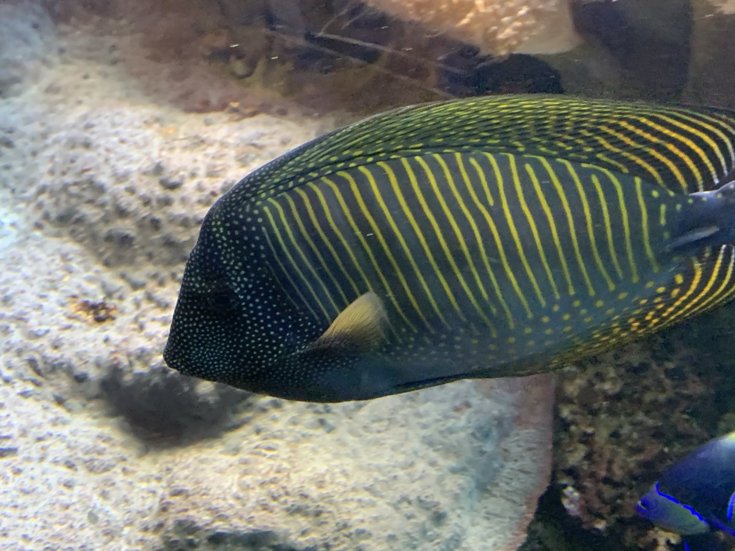 Red Sea Sailfin Tang (Zebrasoma desjardinii)