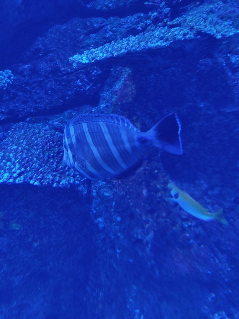Red Sea Sailfin Tang (Zebrasoma desjardinii)
