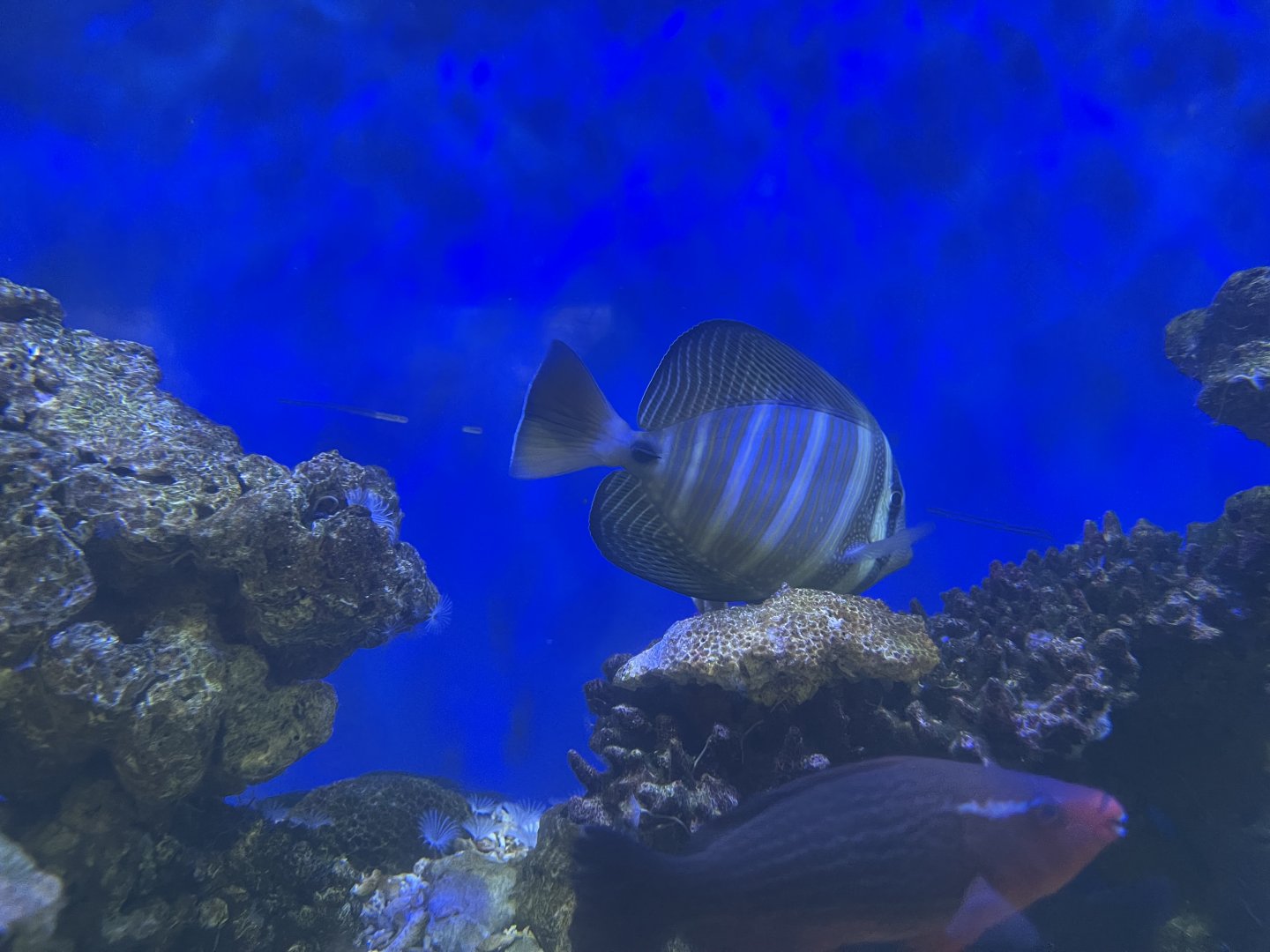 red sea sailfin tang (zebrasoma desjardinii)