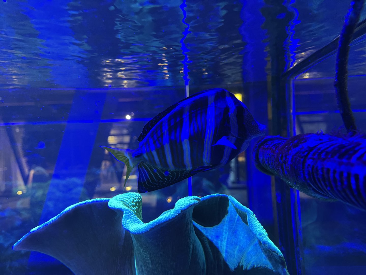 red sea sailfin tang (zebrasoma desjardinii)