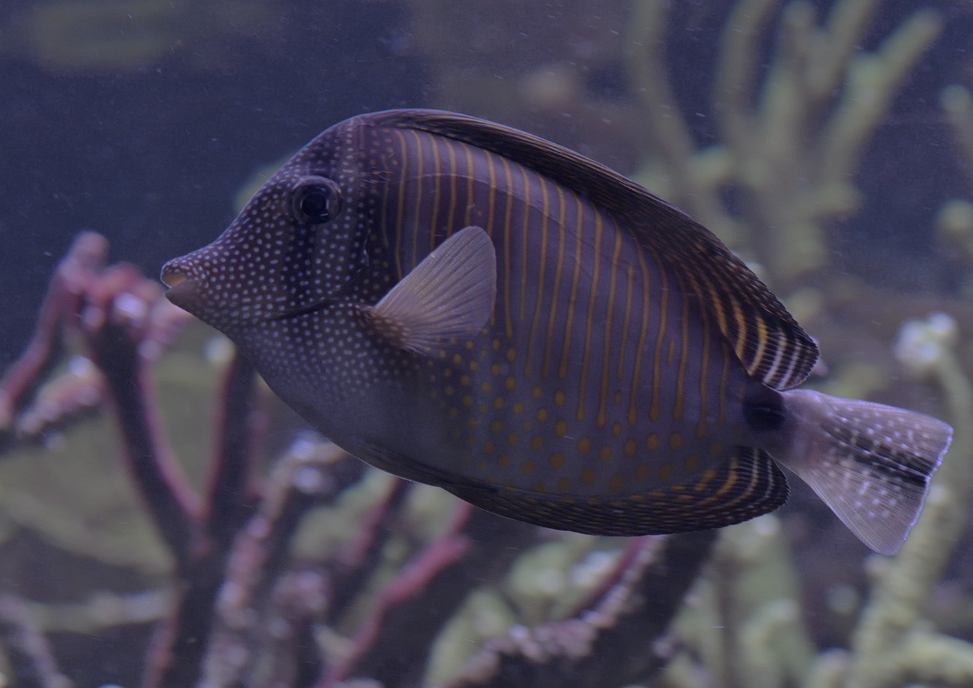 Red Sea sailfin tang