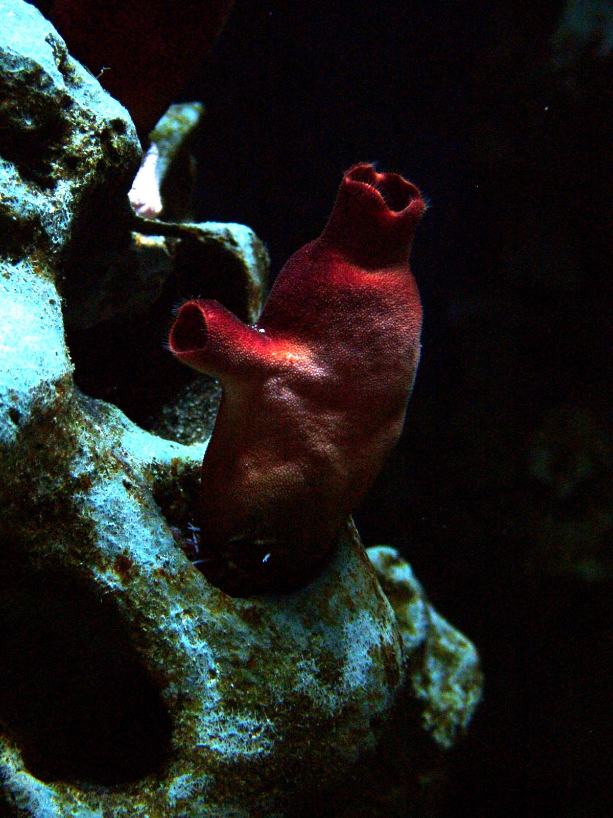 Red Sea Squirt at Berlin Zoo Aquarium, 31/08/11
