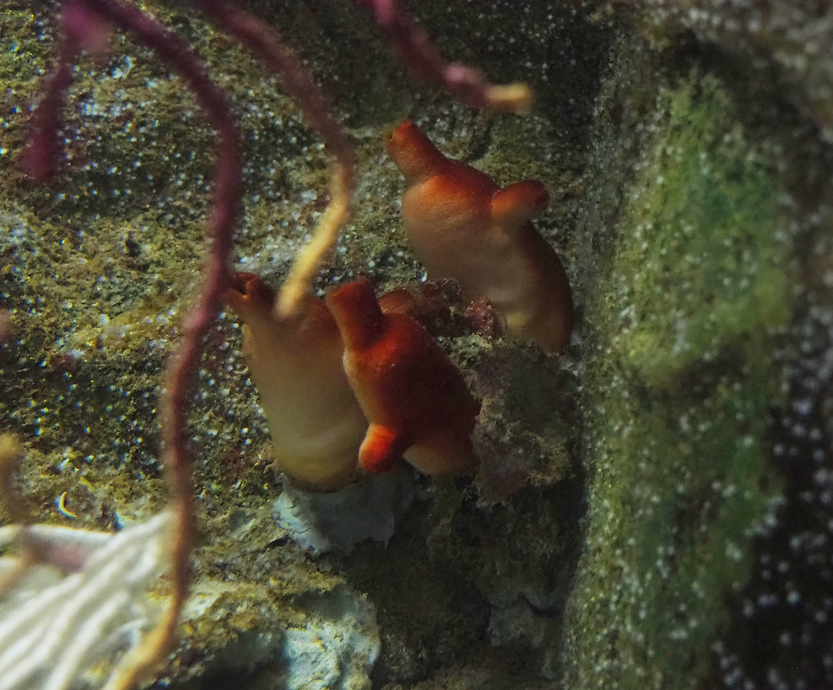 Red sea squirts (Halocynthia papillosa), 2022-08-16