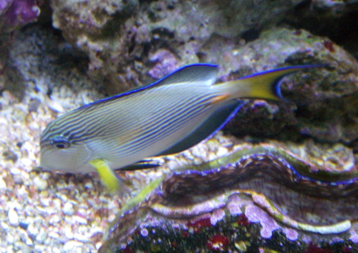 Red Sea Surgeonfish (Acanthurus sohal)