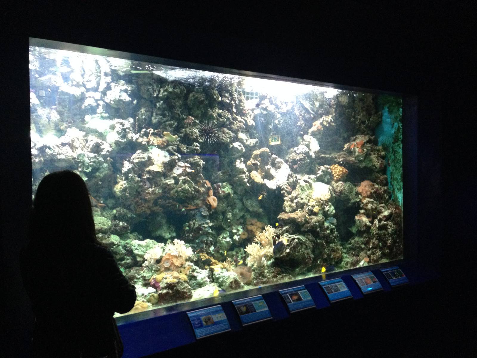 Red Sea Tank at Blue Planet Aquarium - 05/10/2013