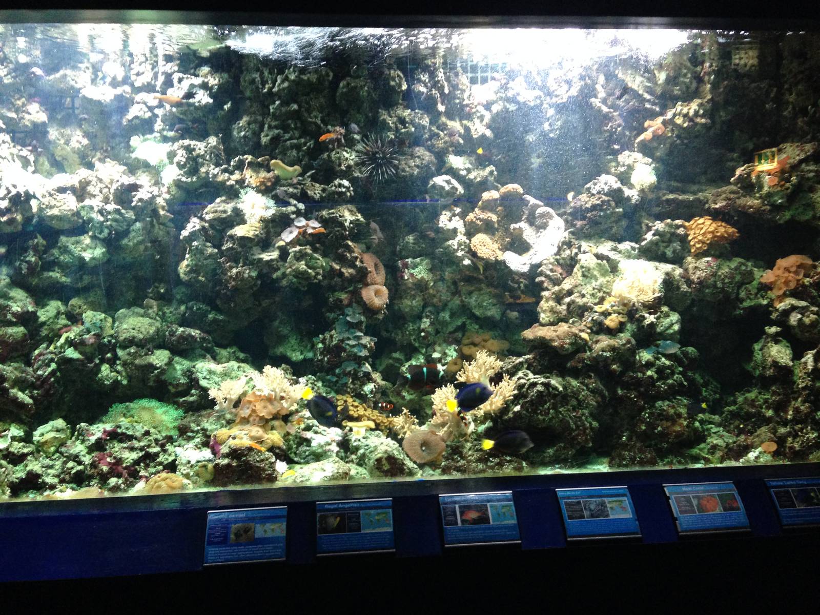 Red Sea Tank at Blue Planet Aquarium - 05/10/2013