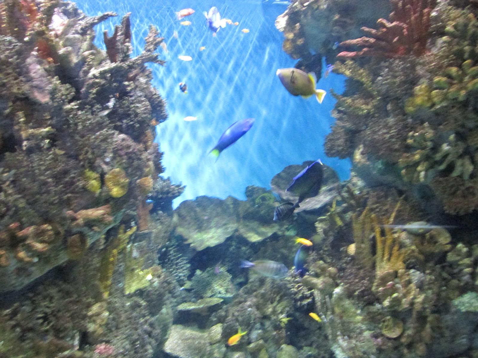 red sea tank barcelona aquarium