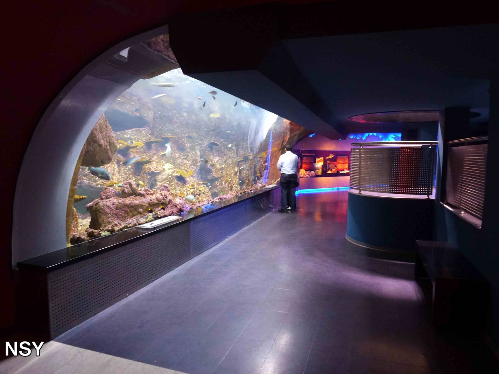 Red Sea tank, June 2013.