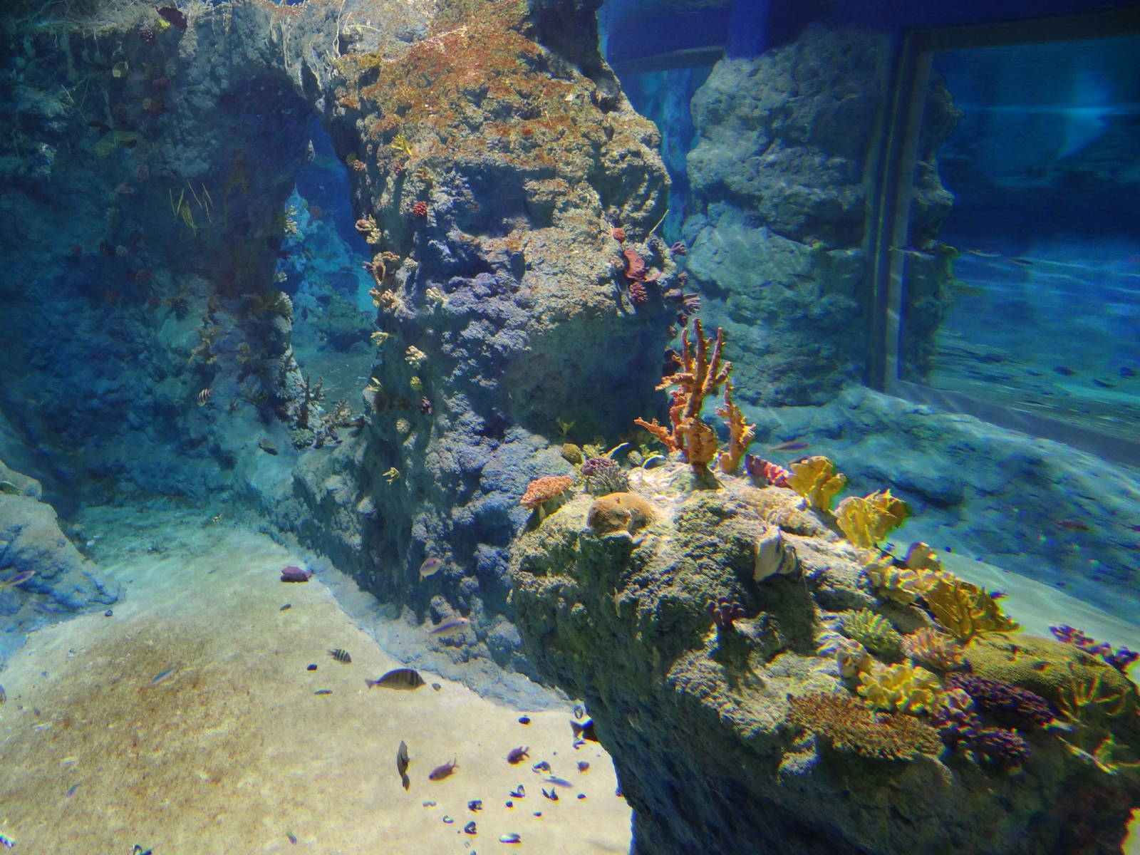 Red Sea tank