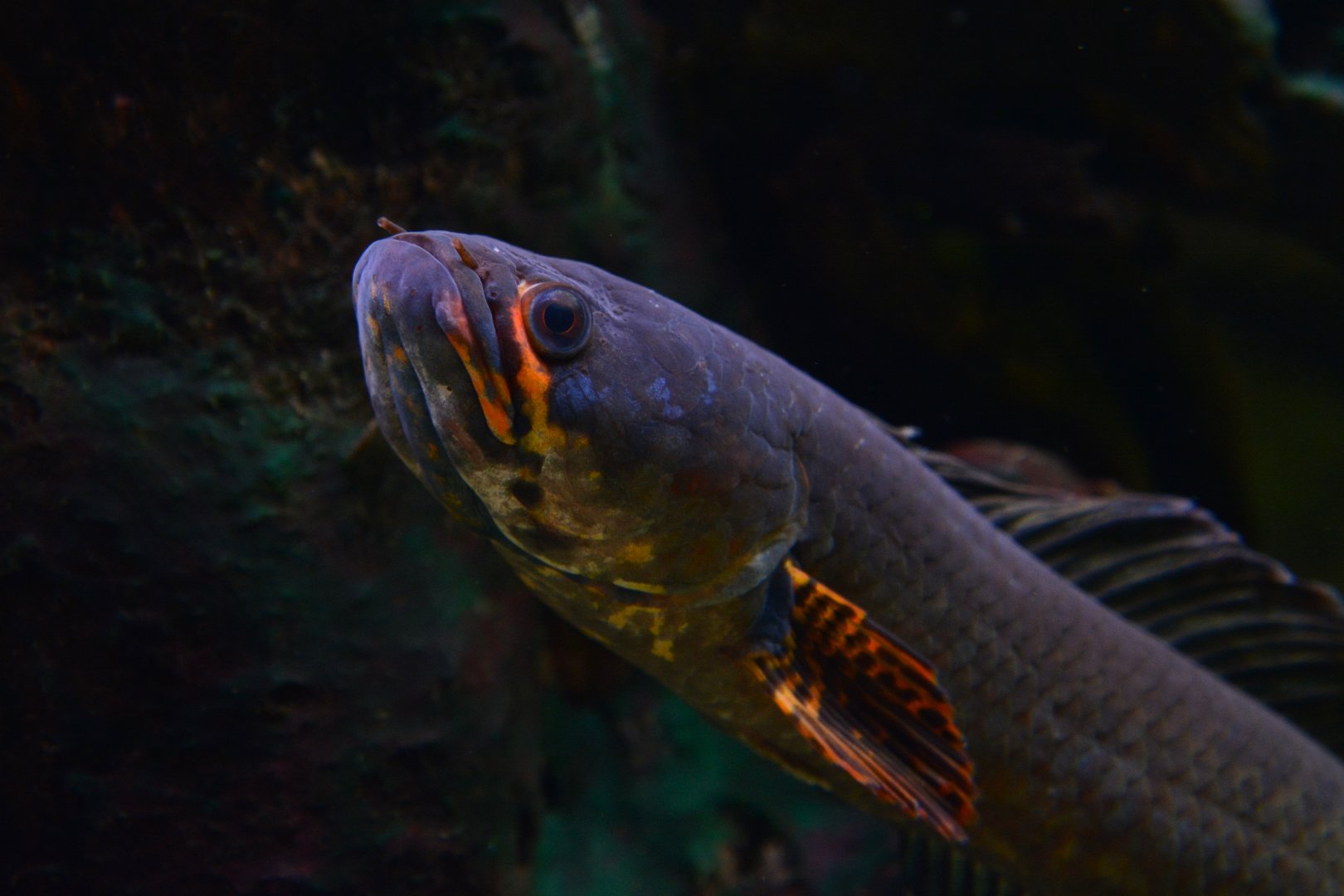 Red seam snakehead (Channa gachua)