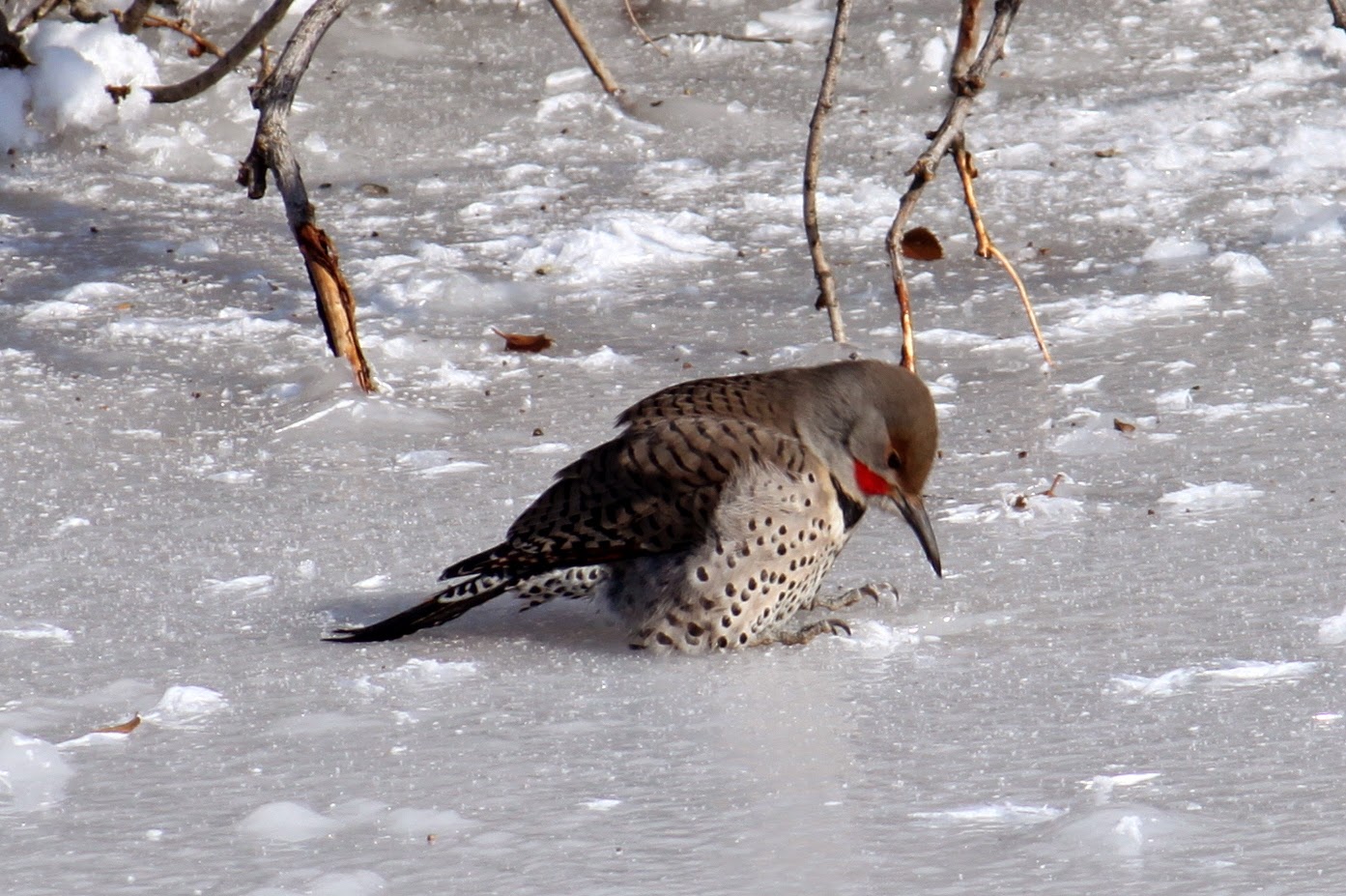 Red-shafted Flicker